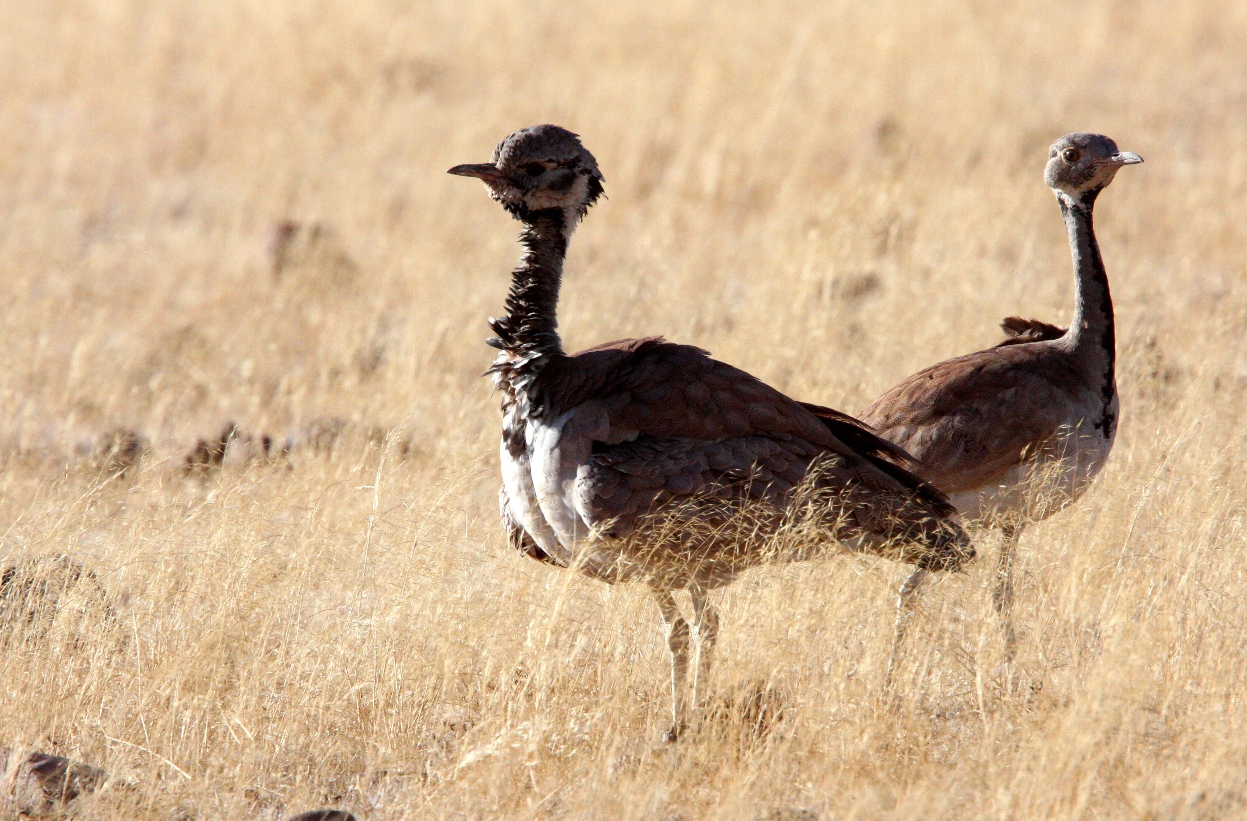 Ruppell's Korhaan (Eupodotis reupellii) Damaraland Namibia (7).JPG