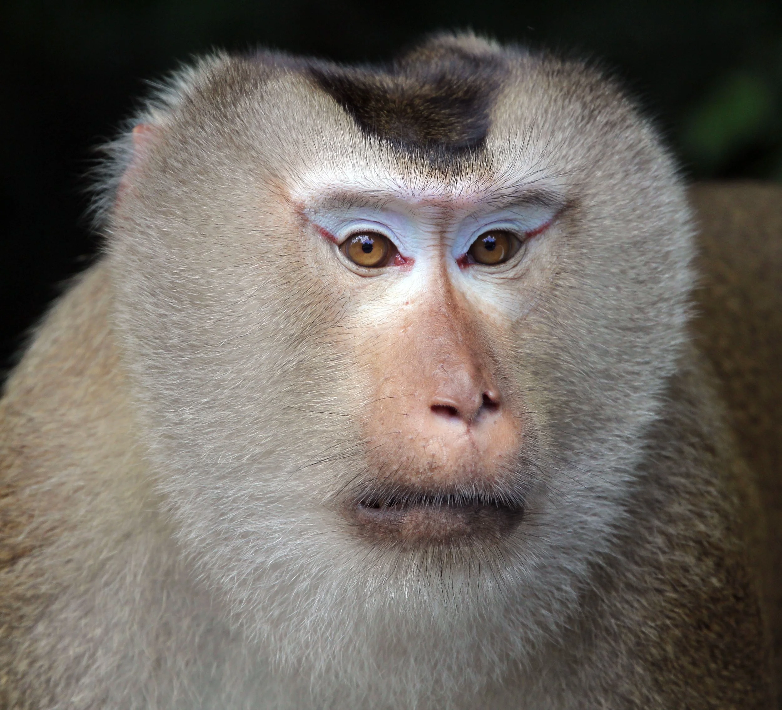 MACAQUE - NORTHERN PIG-TAILED MACAQUE - Macaca leonina - KHAO YAI NATIONAL PARK THAILAND (55).jpg