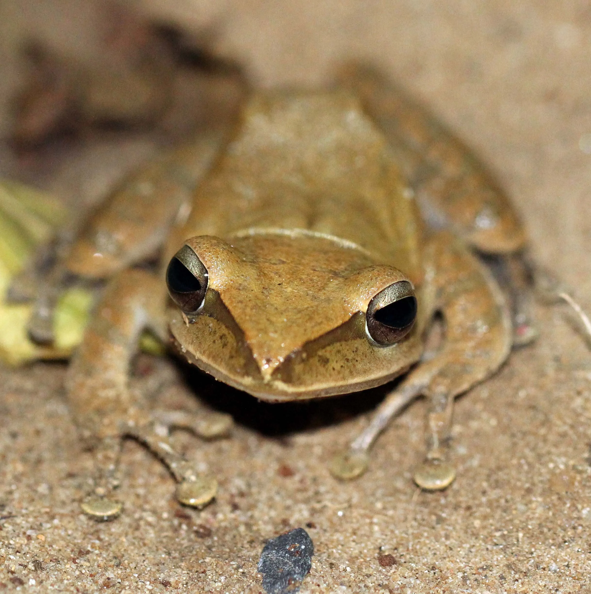 2013 - BANGKOK - NOVEMBER 2013 - MARCH 2014 (196).JPG