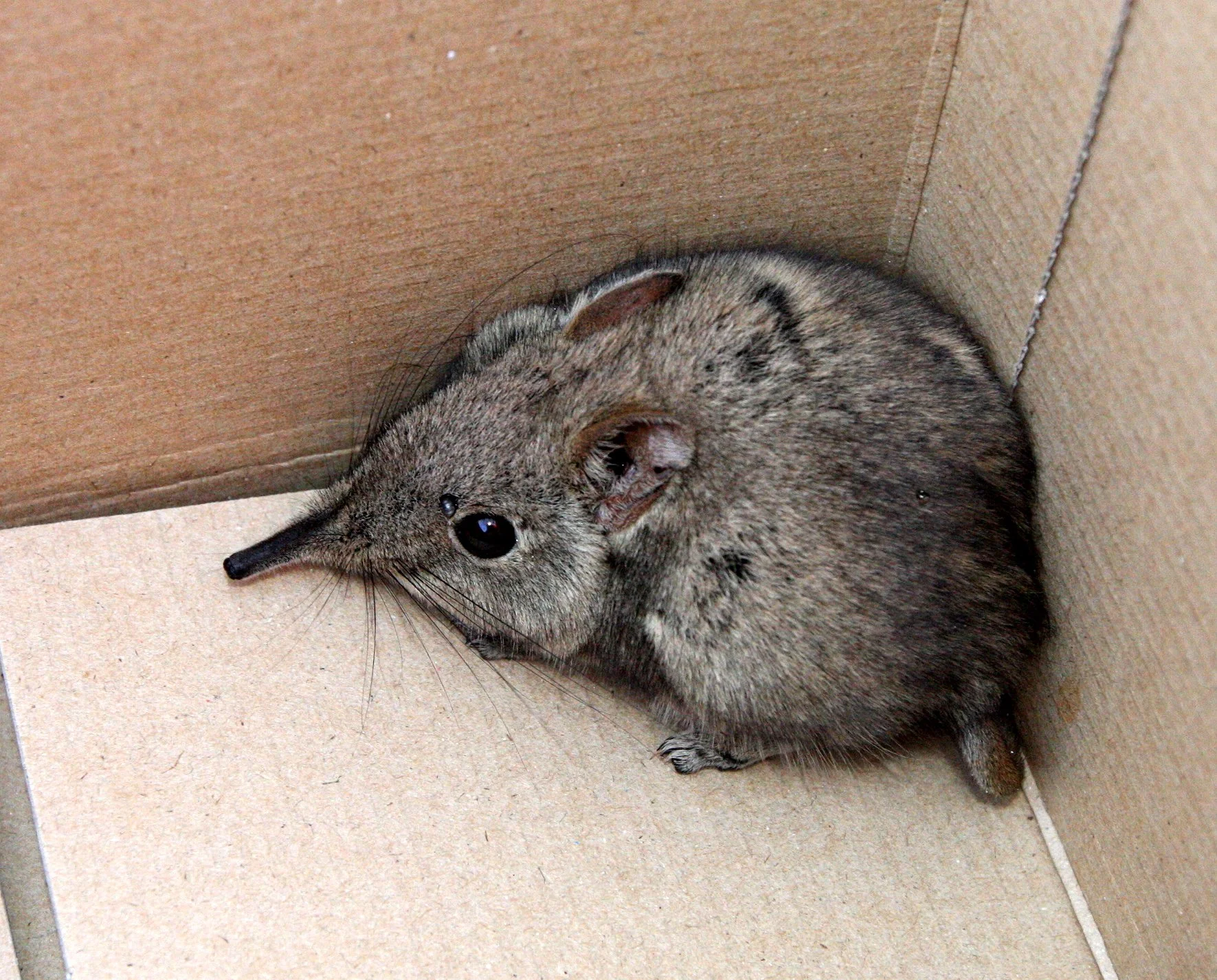 Elephantulus intufi - BUSHVELD ELEPHANT SHREW or BUSHVELD SENGI - ORDER Macroscelidea - KIMBERLY DESERT MARRICK CAMP SOUTH AFRICA (7).JPG