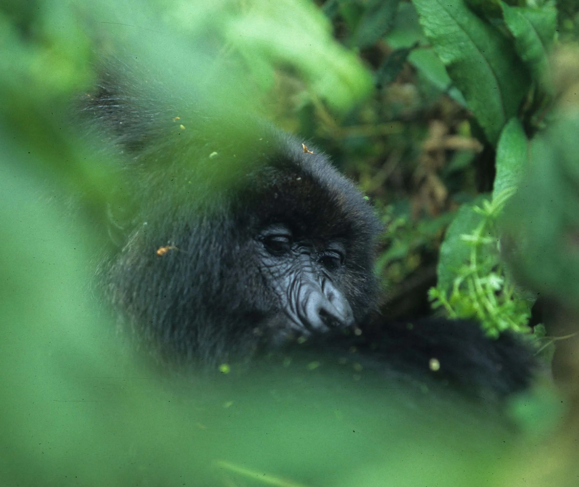 PRIMATE - GORILLA-RWANDA PARC DU VULCANS (72).jpg