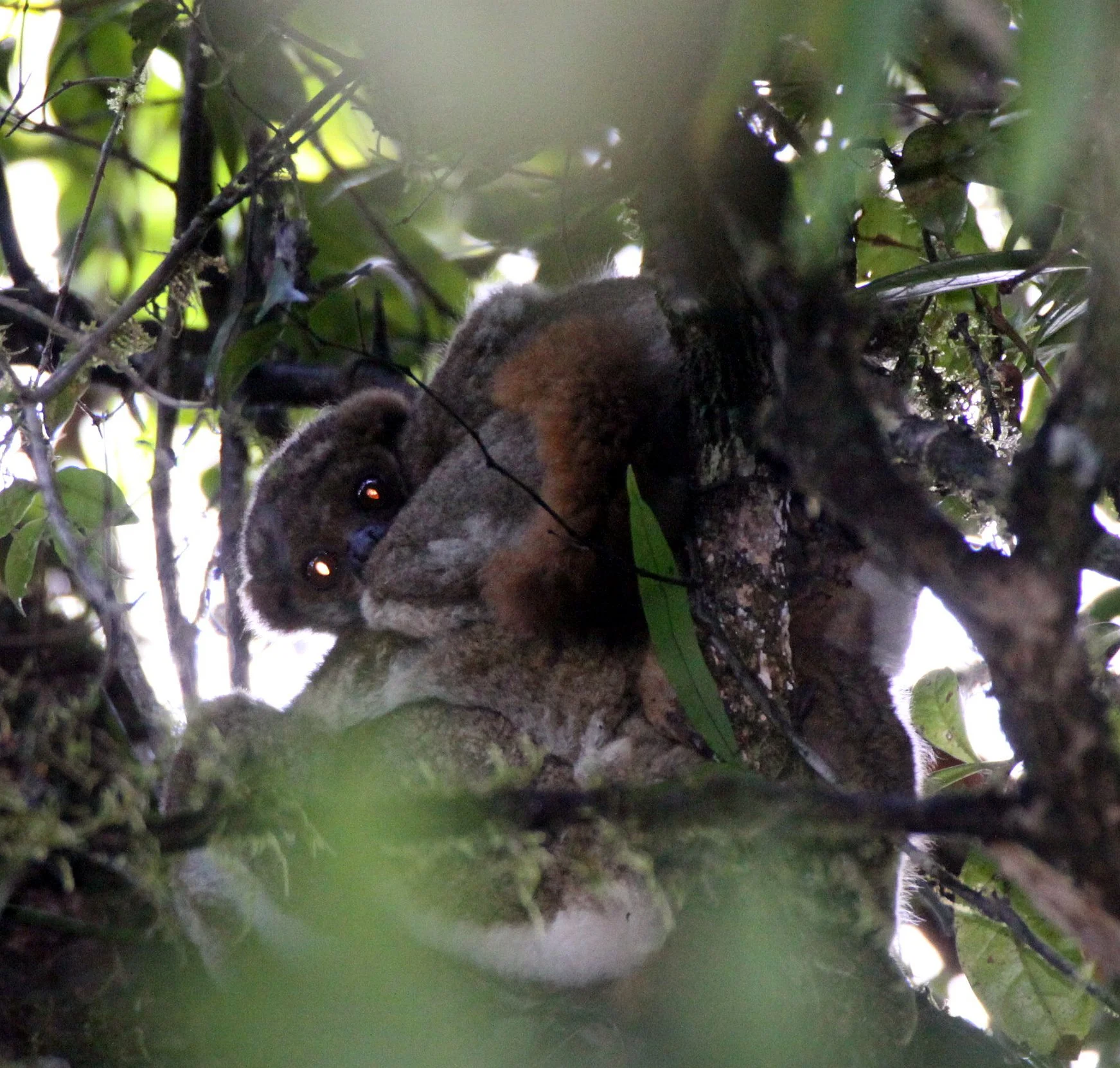 INDRIIDAE - Avahi laniger - RANOMAFANA NATIONAL PARK MADGASCAR (9).JPG