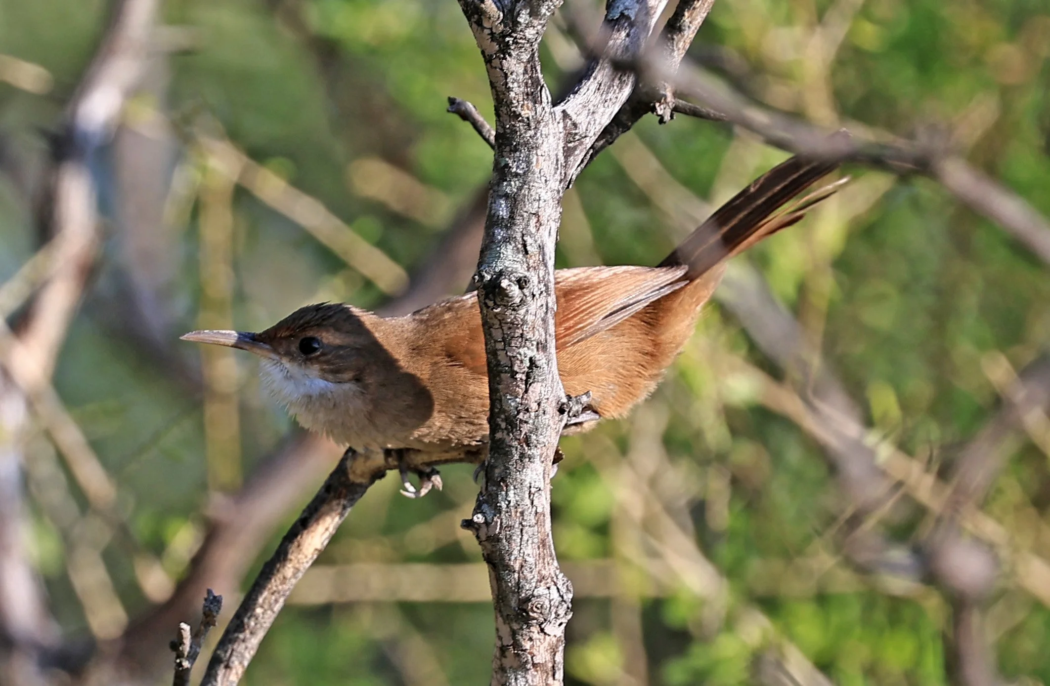 Chaco earthcreeper (Tarphonomus certhioides) Chaco Lodge & Laguna Salada Paraguay (32).jpg