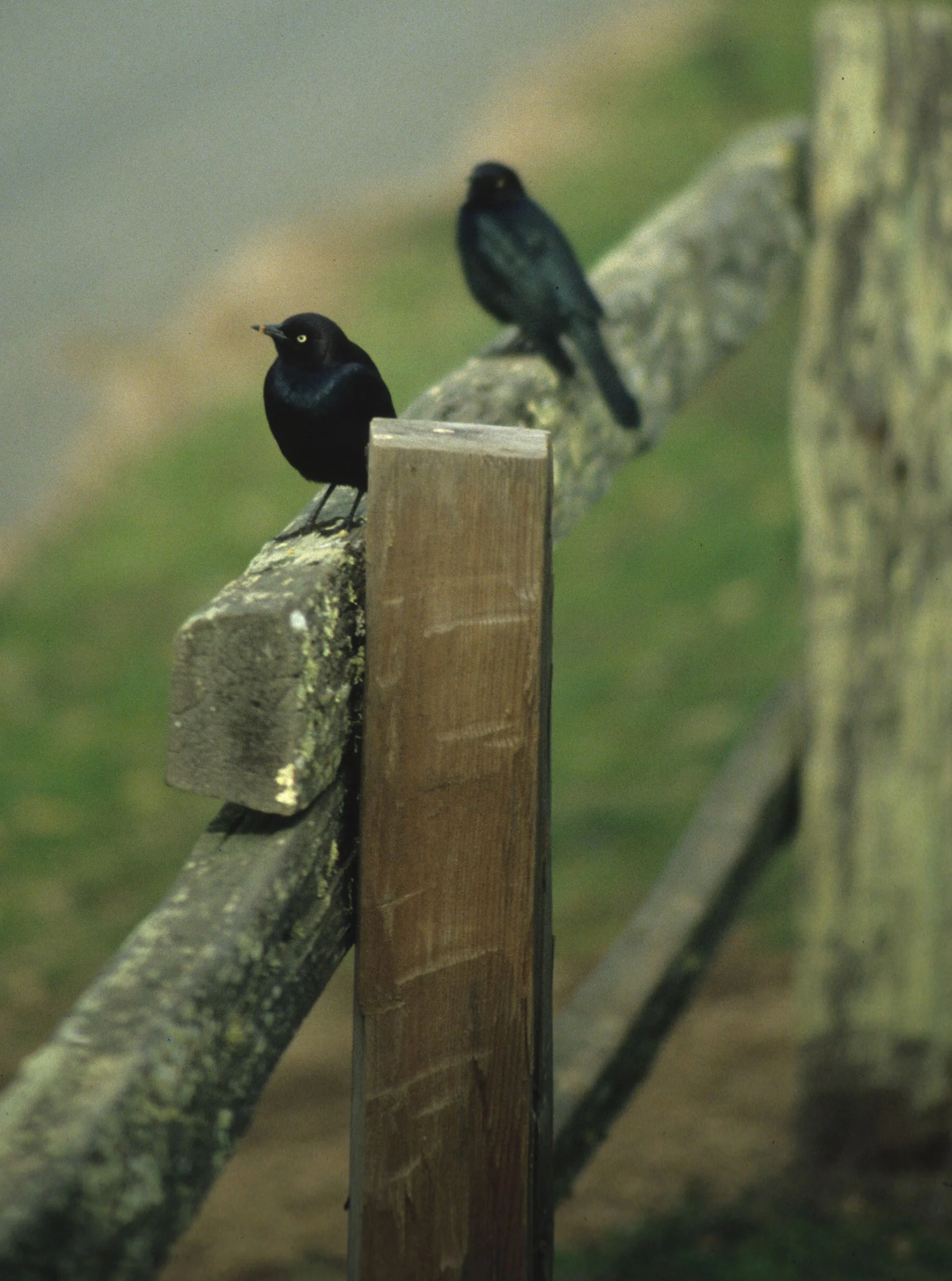 Brewer's Blackbird (Euphagus cyanocephalus) Point Reyes NP California.jpg