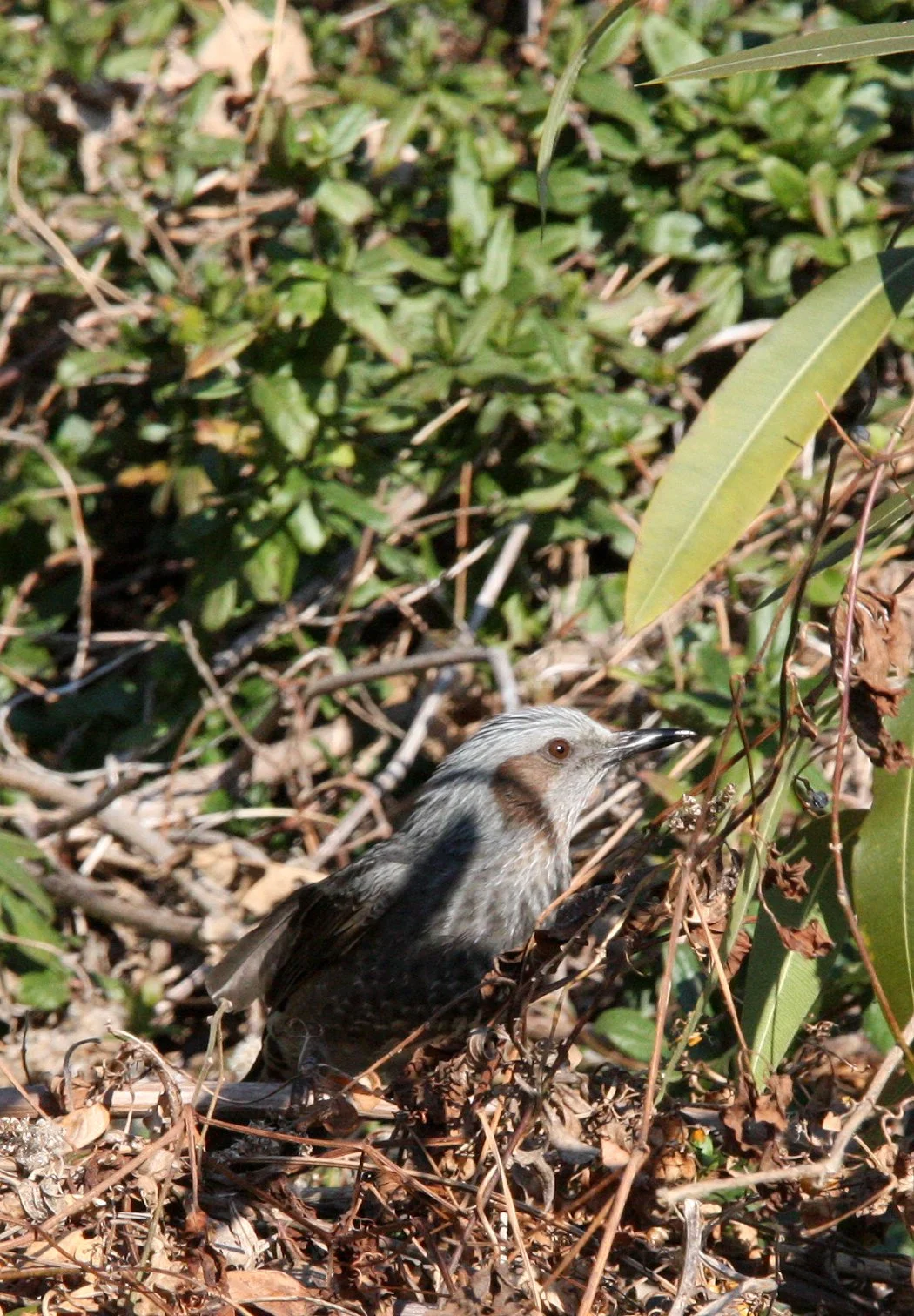 BULBUL - BROWN-EARD BULBUL - Hypsipetes amaurotis - SHIZUOKA COASTLINE JAPAN (8).JPG