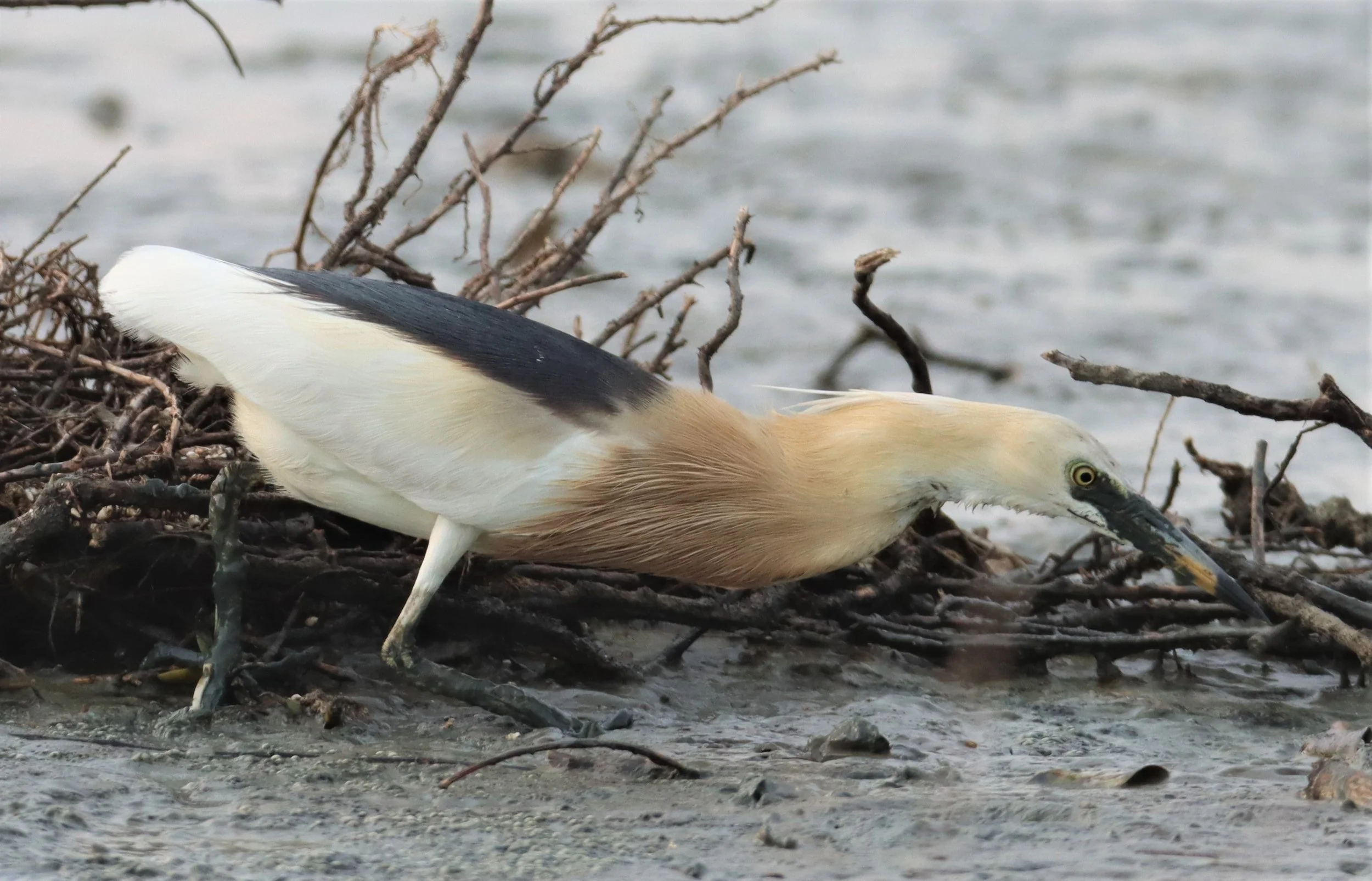 HERON - JAVAN POND HERON - Ardeola speciosa - AO MAHACHAI MANGROVE FORESTS (3).jpg