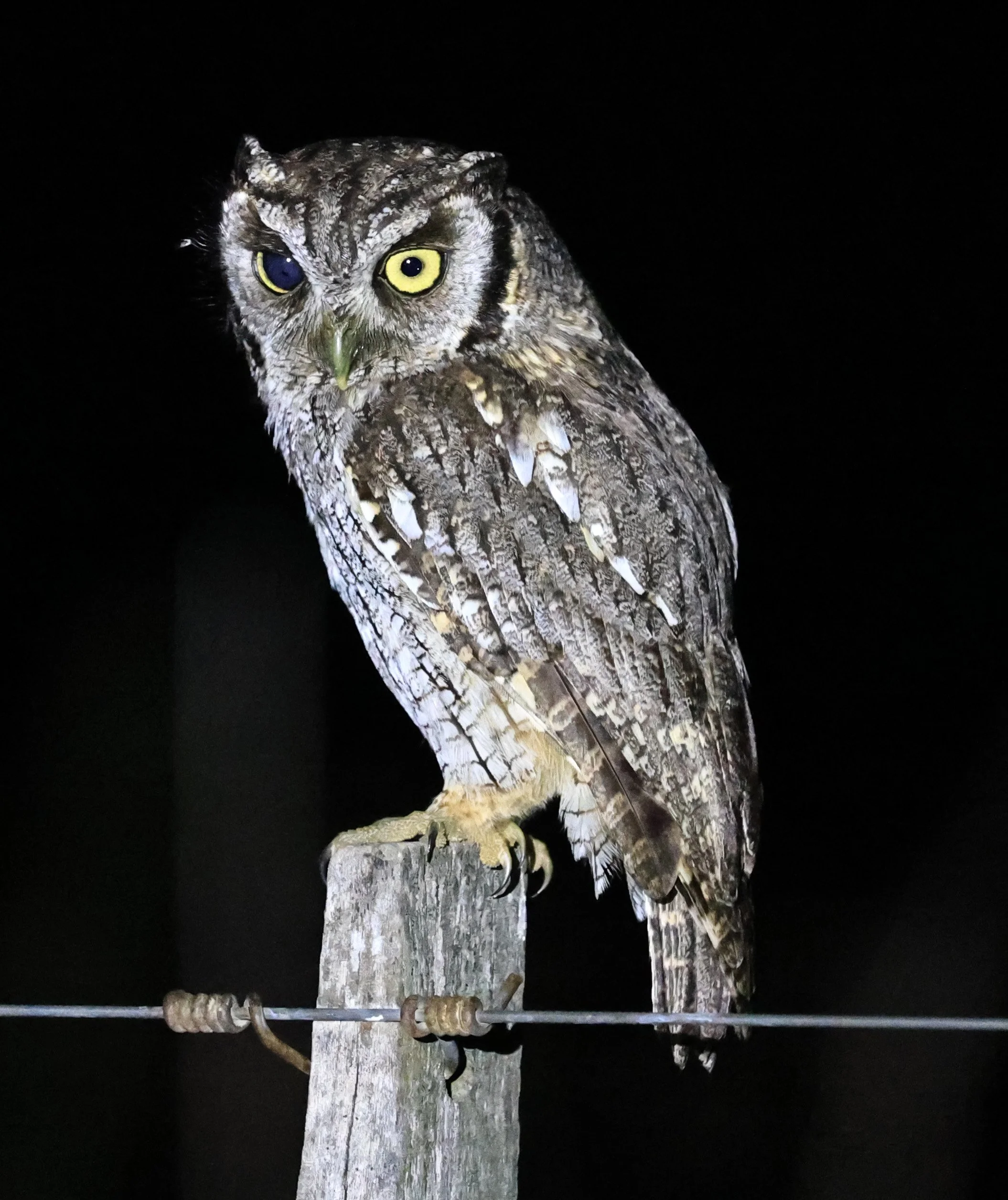 Tropical Screech-Owl (Megascops choliba) Hotel Campestre Iparoma Paraguay (23).jpg