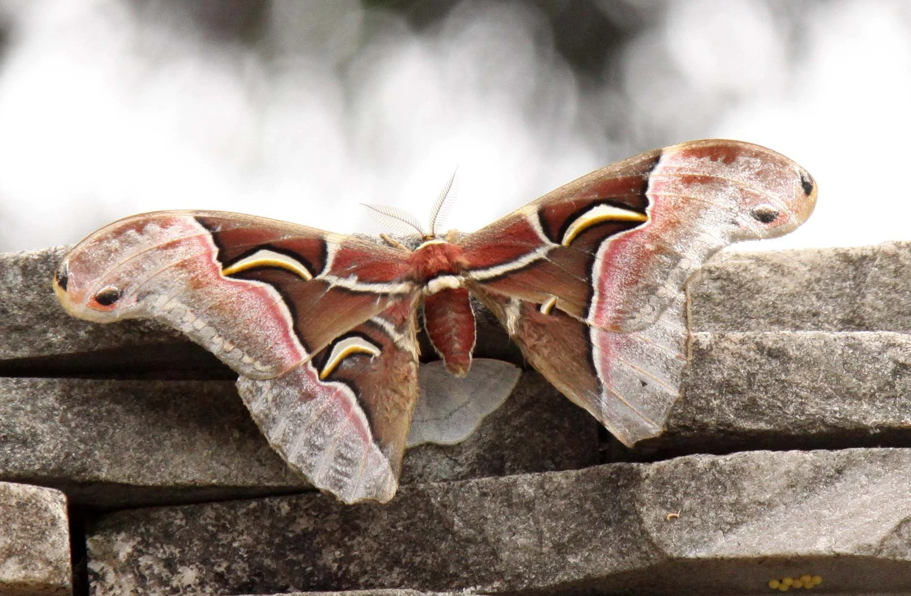 Saturniidae - Archaeoatticus species - Bifengxia Panda Reserve, Sichuan