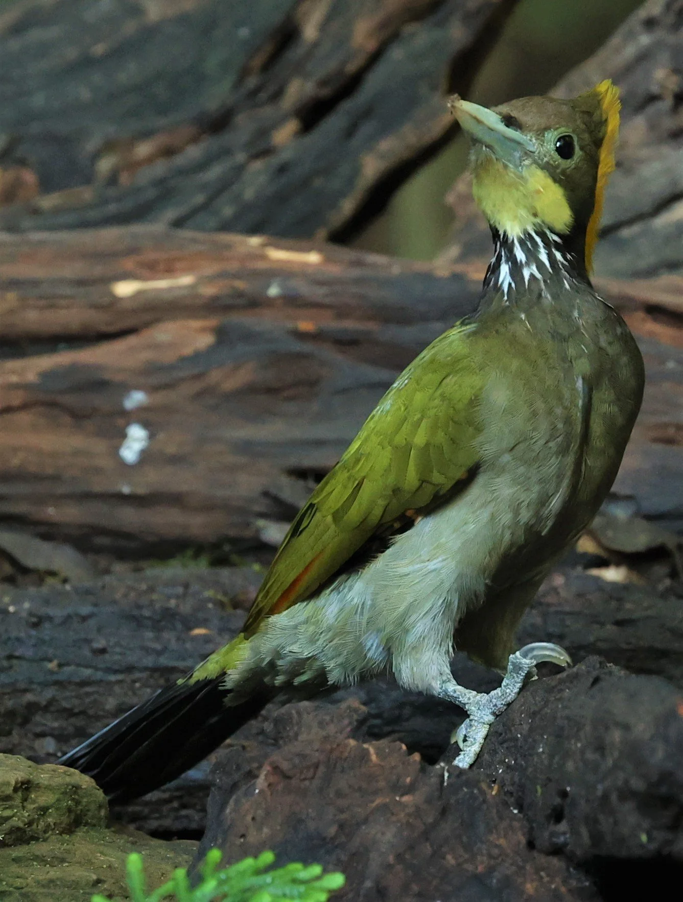WOODPECKER - GREATER YELLOWNAPE - Chrysophlegma flavinucha - PETCHABURI PROVINCE - NUY HIDE NEAR KAENG KRACHAN JAN 2022 (30).jpg