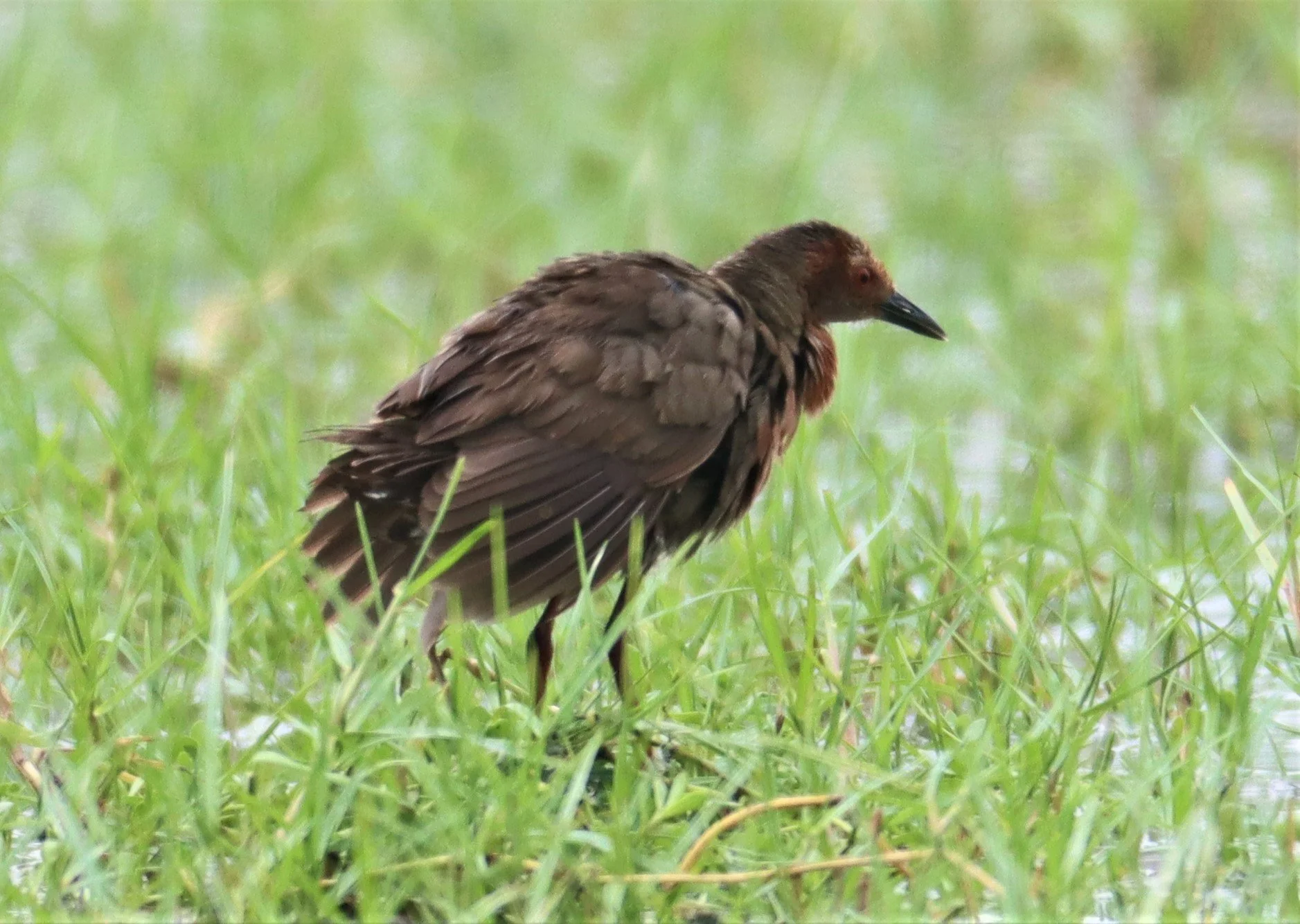 Ruddy-breasted Crake (Porzana fusca) Khao Sam Roi Yod NP Thailand (26).JPG