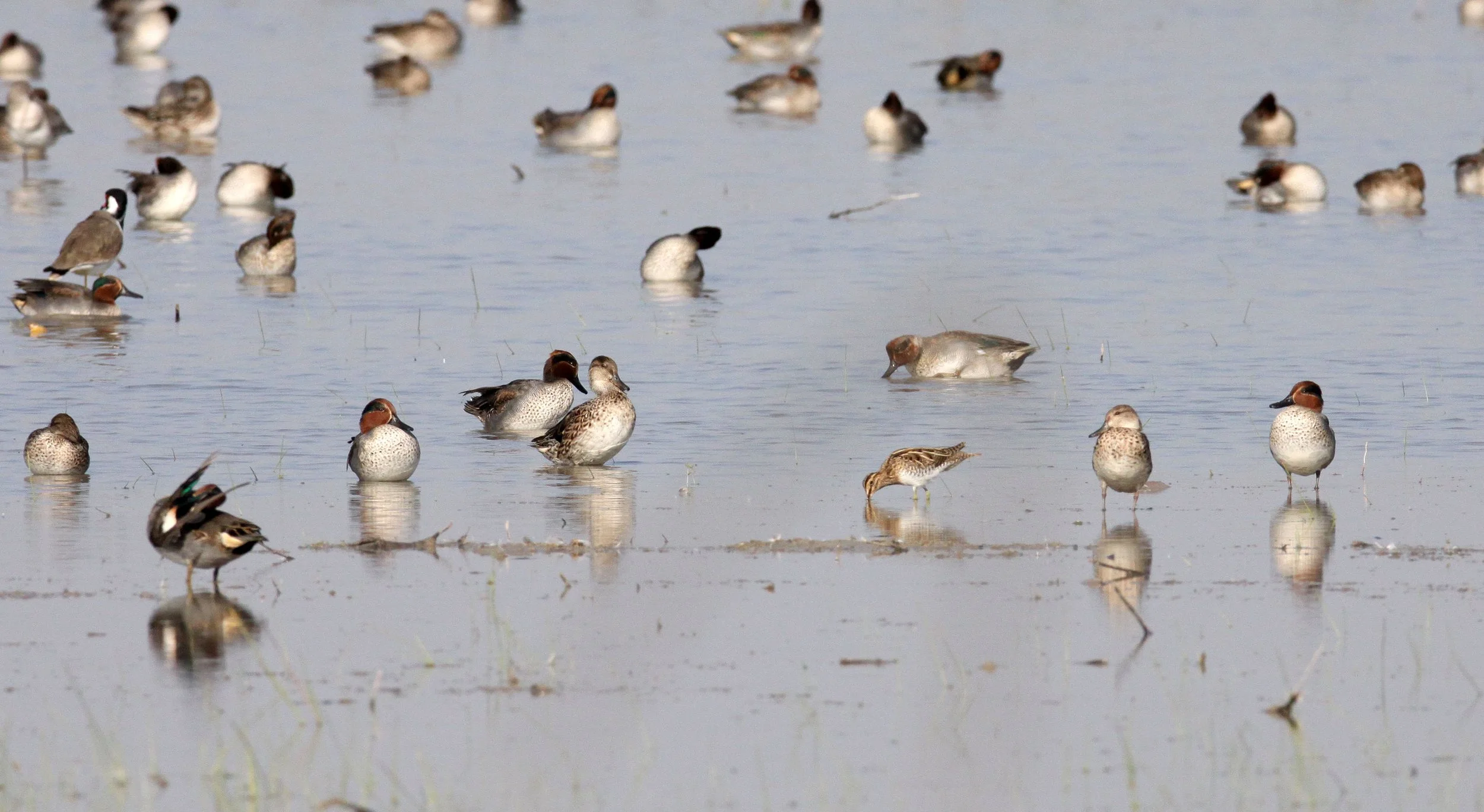 BIRD - SNIPE - COMMON SNIPE WITH COMMON TEALS - LITTLE RANN OF KUTCH GUJARAT INDIA (4).JPG
