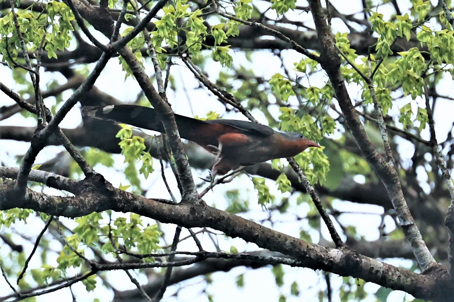 Red-billed Malkoha (Zanclostomus javanicus) Krung Ching Khao Luang NP Thailand (11).jpg