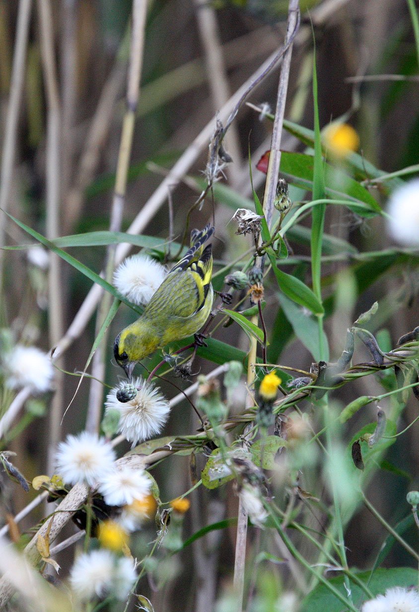 Eurasian Siskin (Spinus spinus) Nankou Rudong, China (10).JPG