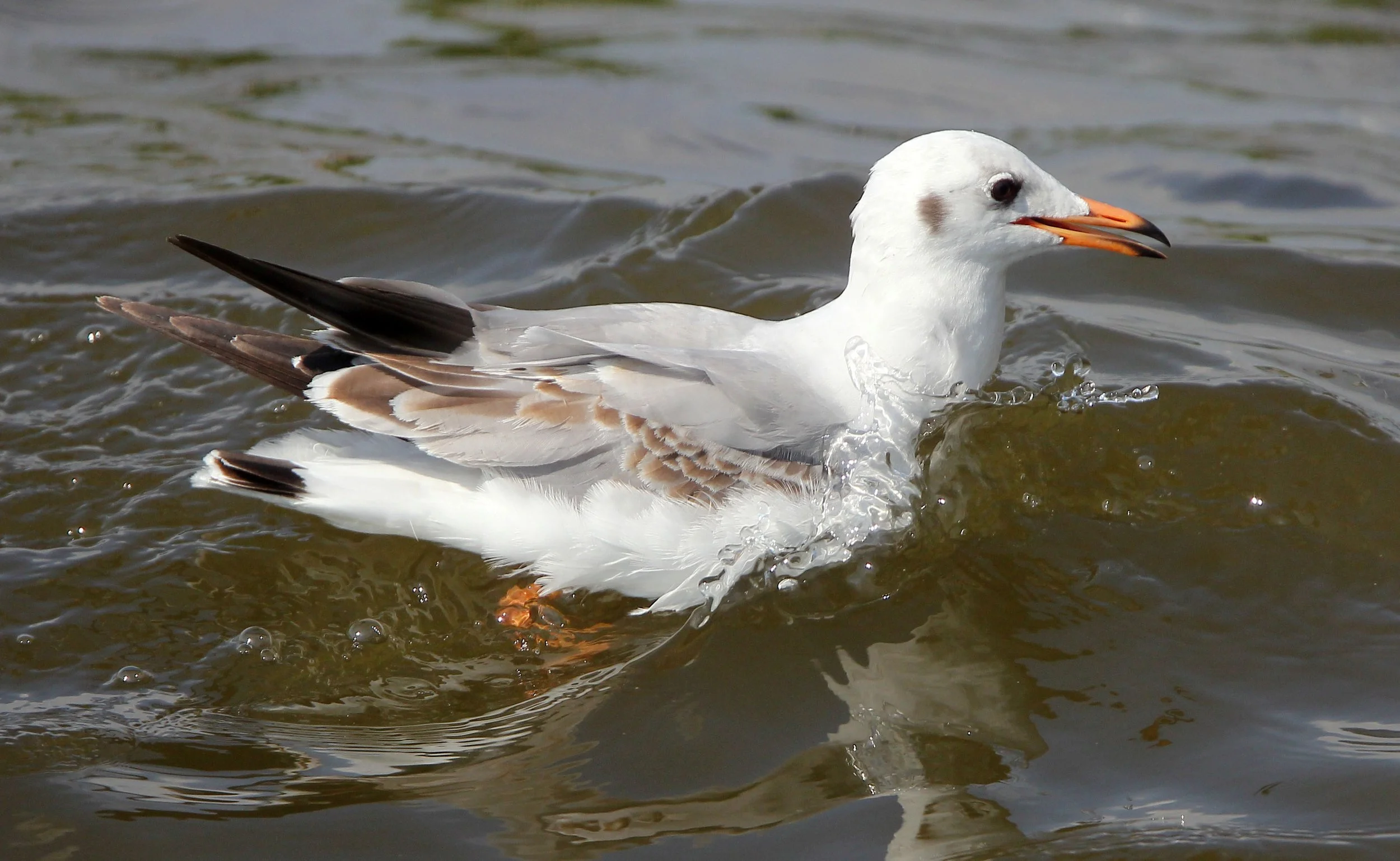 BIRD - GULL - BROWN HEADED GULL - BANG PU NATURE RESERVE THAILAND (4).JPG