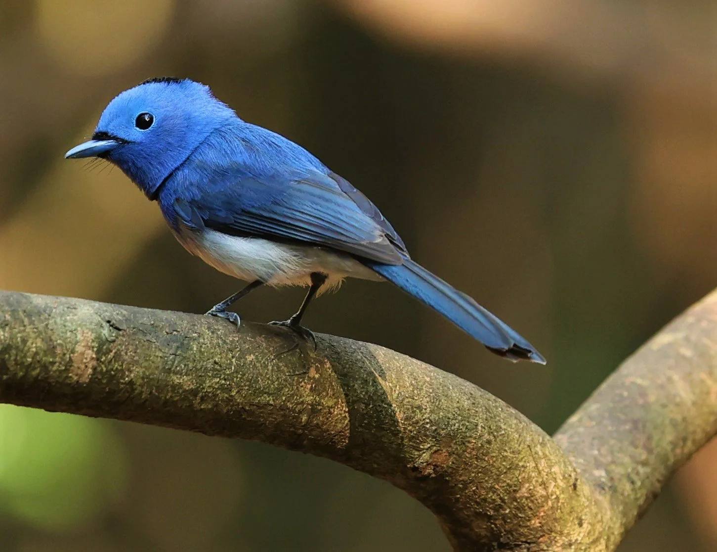 MONARCH - BLACK-NAPED MONARCH - Hypothymis azurea - LUNG SIN HIDE NEAR KAENG KRACHAN FEB 2022 (10).jpg