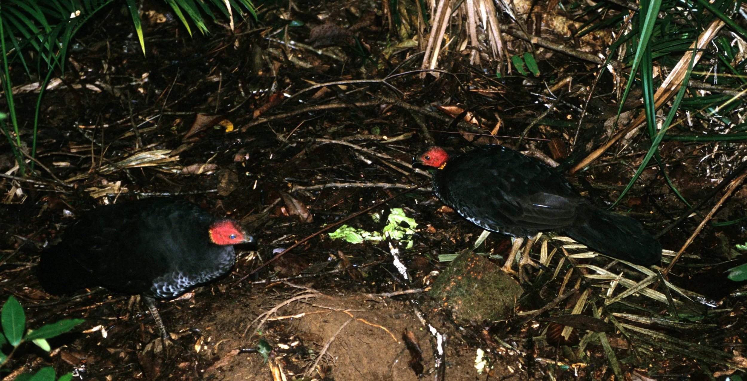 BIRD - AUSTRALIAN BRUSH TURKEY - DAINTREE RAINFOREST.jpg