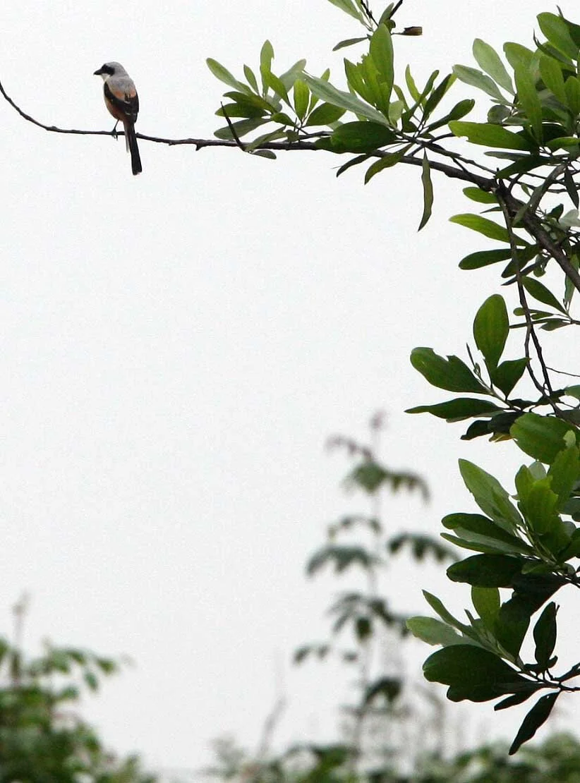 Long-tailed Shrike (Lanius schach) Bach Ma NP Viet Nam (2).JPG