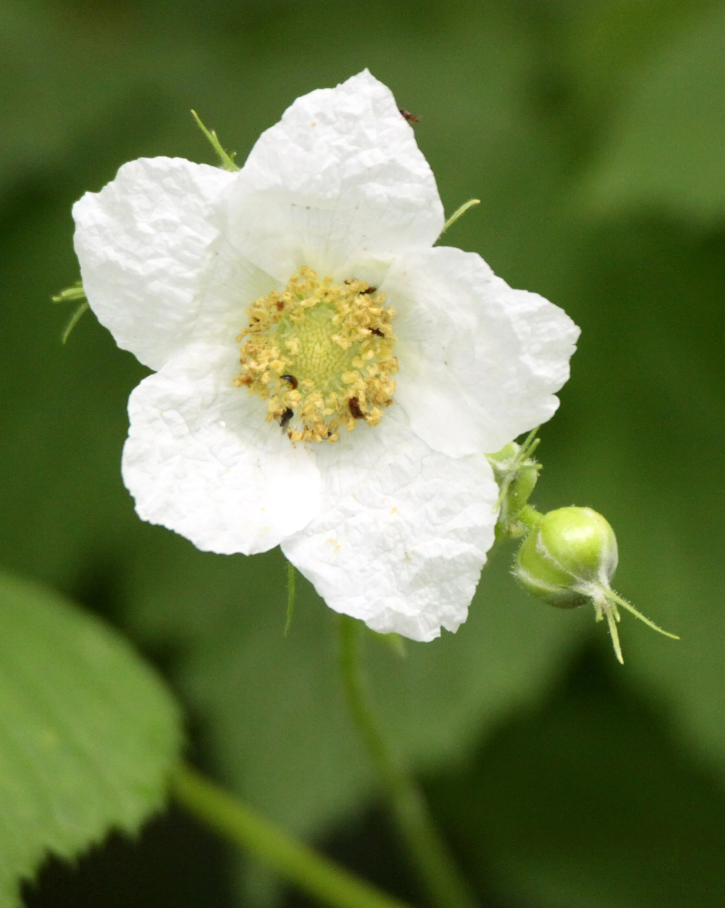ROSACEAE - THIMBLEBERRY - THOMPSON SOUND BC.JPG