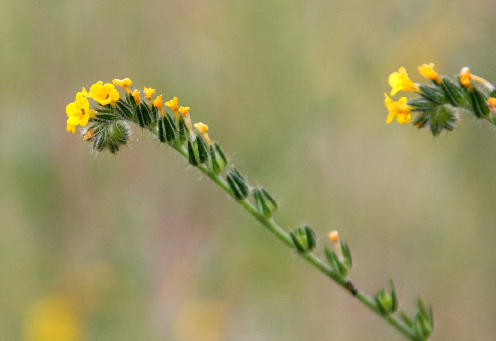 BORAGINACEAE - AMSINCKIA INTERMEDIA - FIDDLENECK - PINNACLES NATIONAL MONUMENT CALIFORNIA (32).JPG