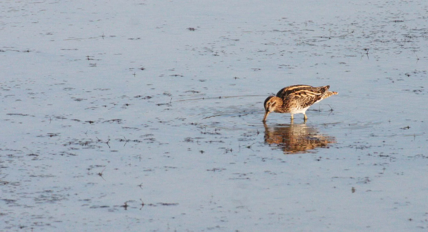 BIRD - SNIPE - COMMON SNIPE - GALLINAGO GALLINAGO - KHAO SAM ROI YOT THAILAND (8).JPG