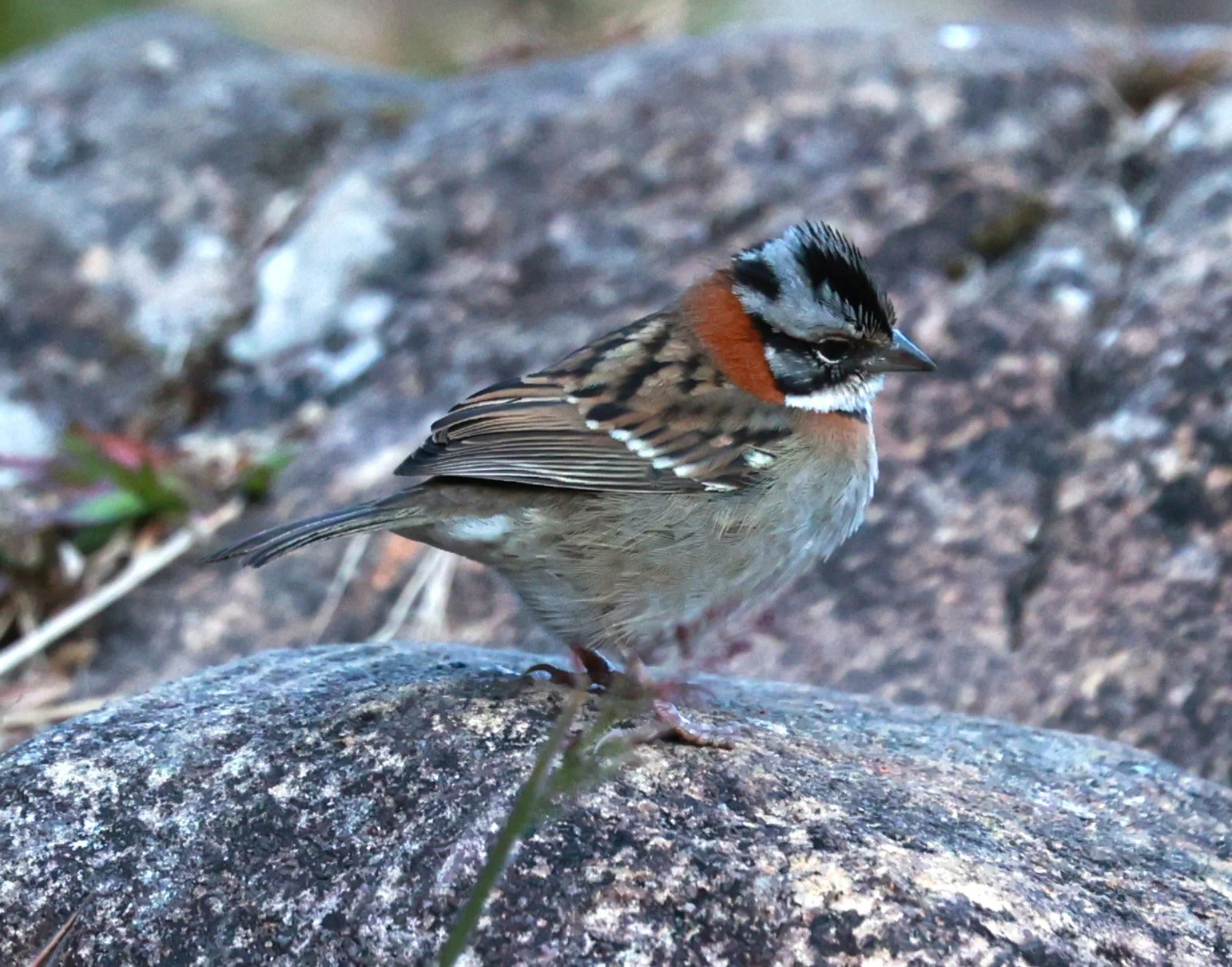 Rufous-collared Sparrow (Zonotrichia capensis) Caraca Seminary, Minas Gerais (3).JPG
