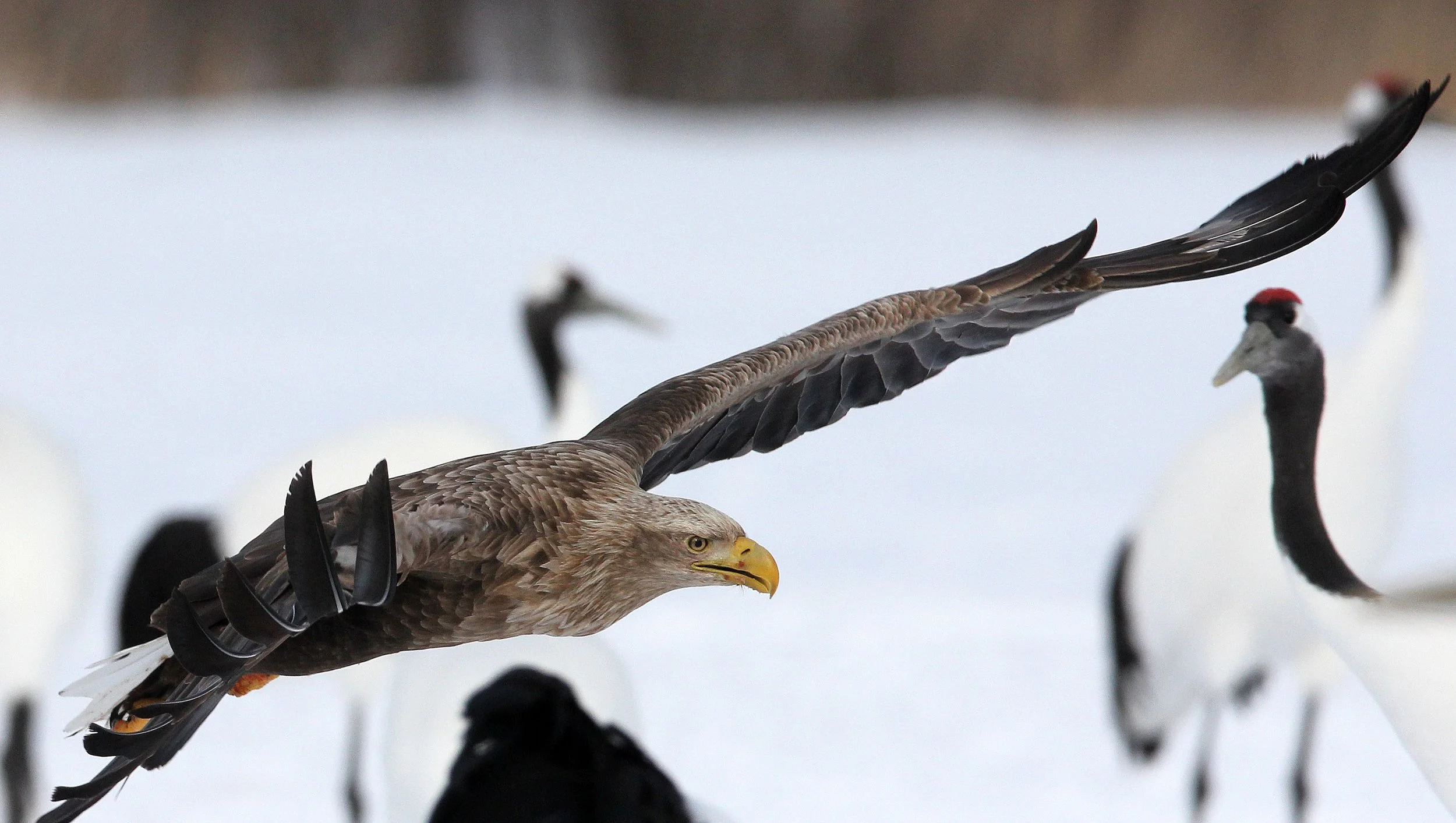 Haliaeetus albicilla - WHITE-TAILED EAGLE - AKAN INTERNATIONAL CRANE CENTER - HOKKAIDO JAPAN (51).JPG