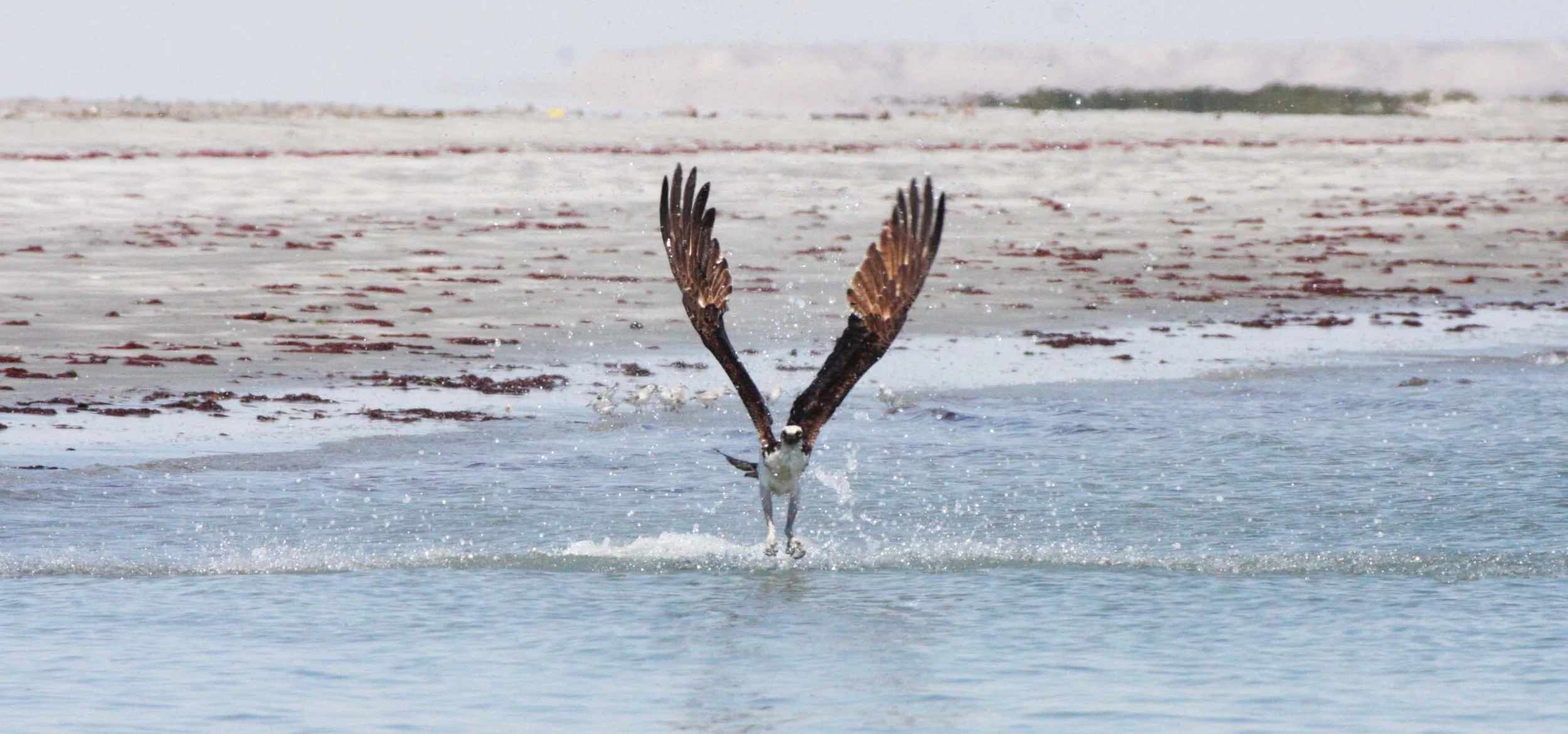 Pandion haliaetus - OSPREY - SAN IGNACIO LAGOON BAJA MEXICO (205).JPG