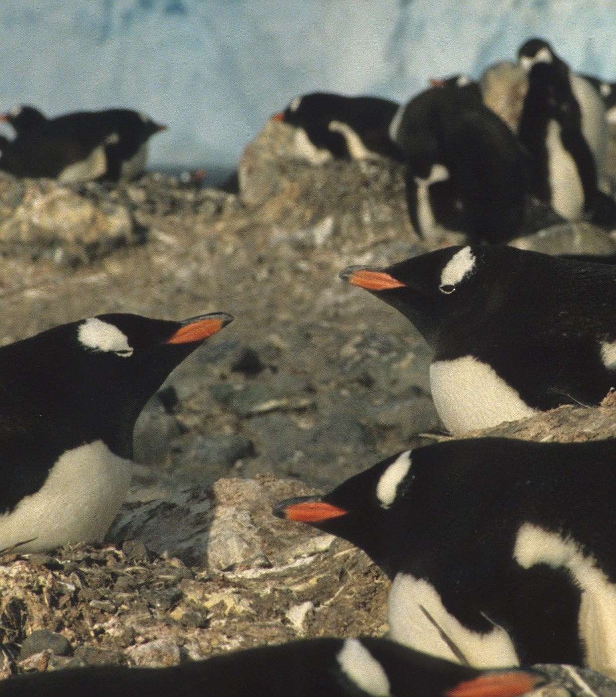 Gentoo Penguin (Pygoscelis papua) Danco Island Antarctic Peninsula (38).jpg