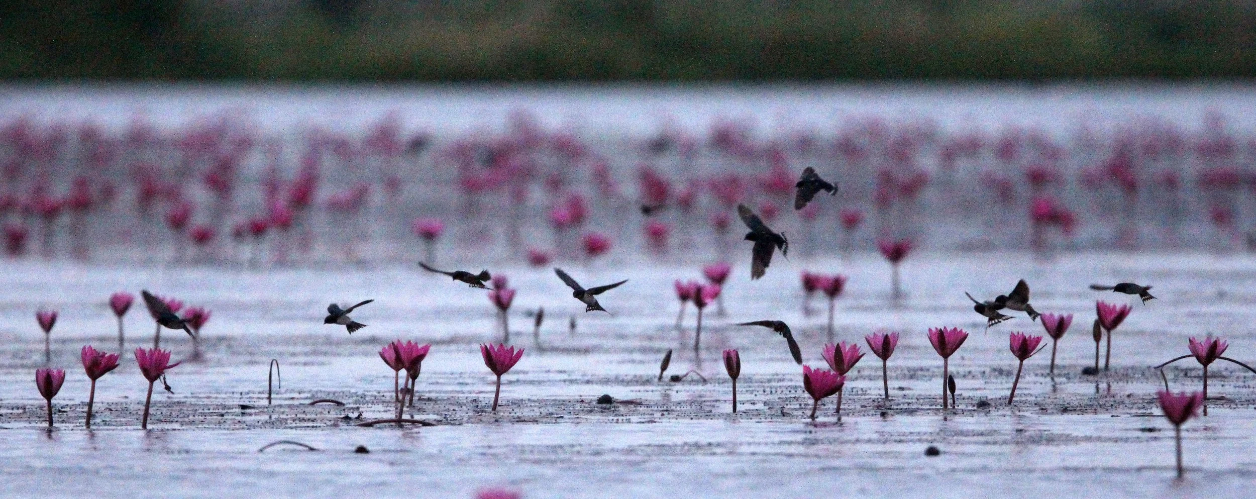 Barn Swallow (Hirundo rustica) Red Lotus Sea Udon Thani Thailand (1).JPG