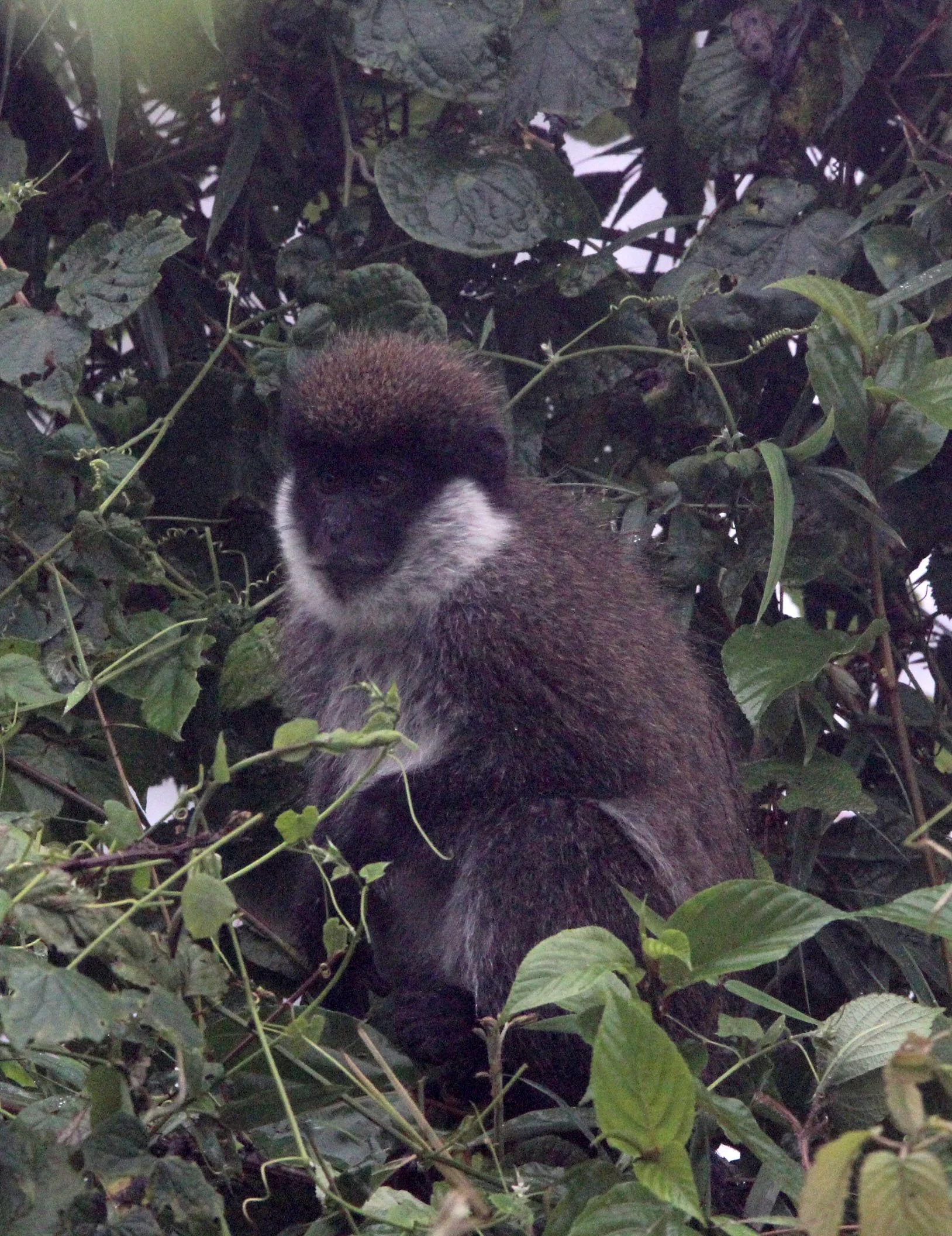 CERCOPITHECIDAE - Chlorocebus djamdjamensis - BALE MONKEY - HARENNA FOREST BALE MOUNTAINS NATIONAL PARK ETHIOPIA (330).JPG