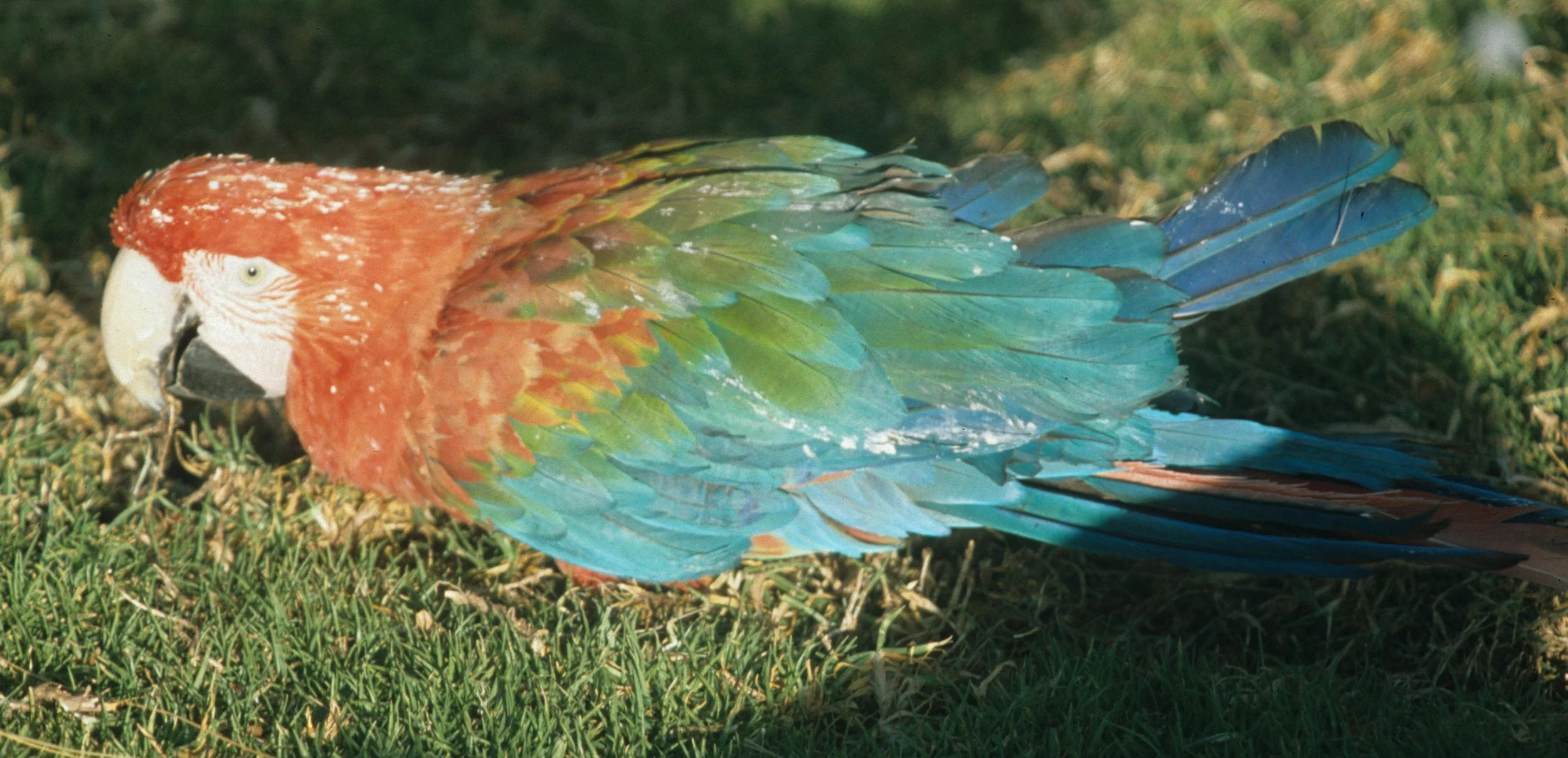 BIRD - MACAW - RED AND GREEN - MANU PET A.jpg