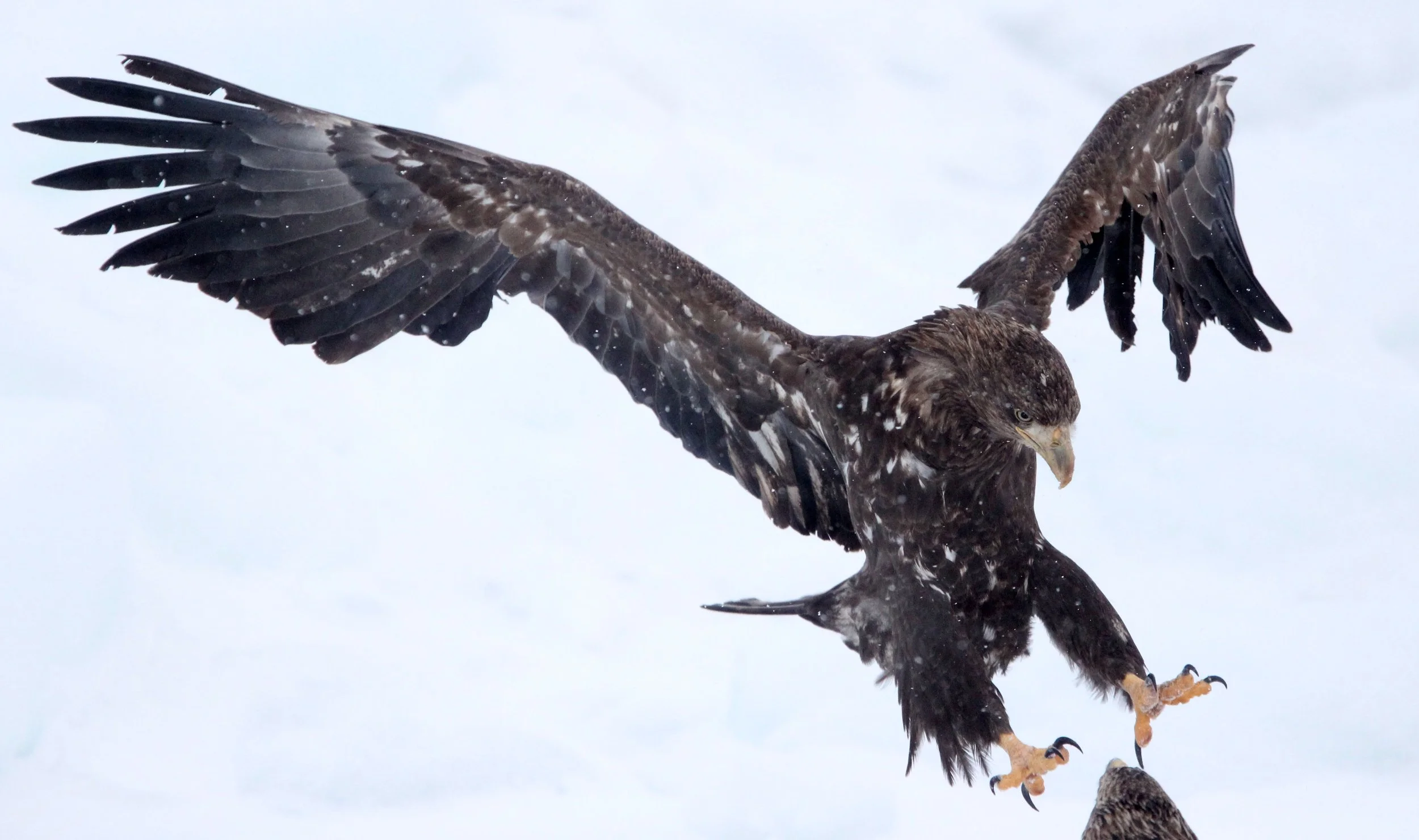 BIRD - EAGLE - WHITE-TAILED EAGLE - RAUSU, SHIRETOKO PENINSULA & NATIONAL PARK - HOKKAIDO JAPAN (19).JPG