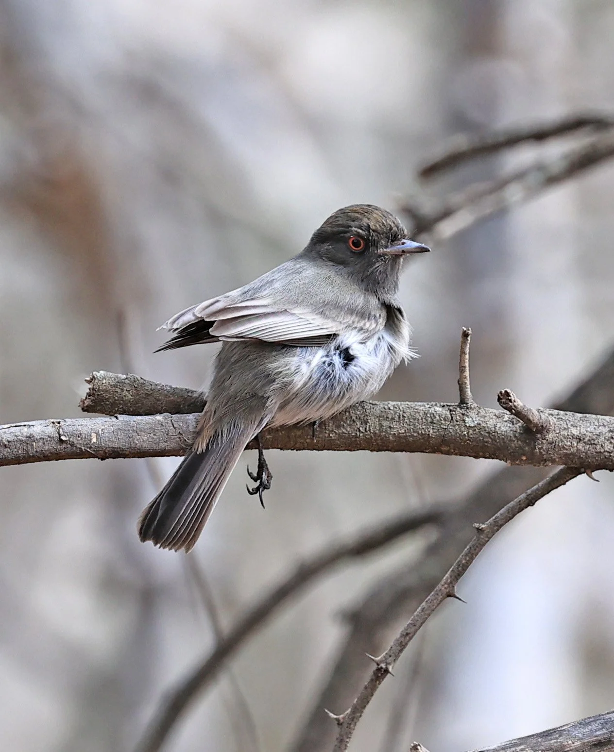 Cinereous Tyrant (Knipolegus striaticeps) Neuland Mennonite Colony Paraguay (6).jpg