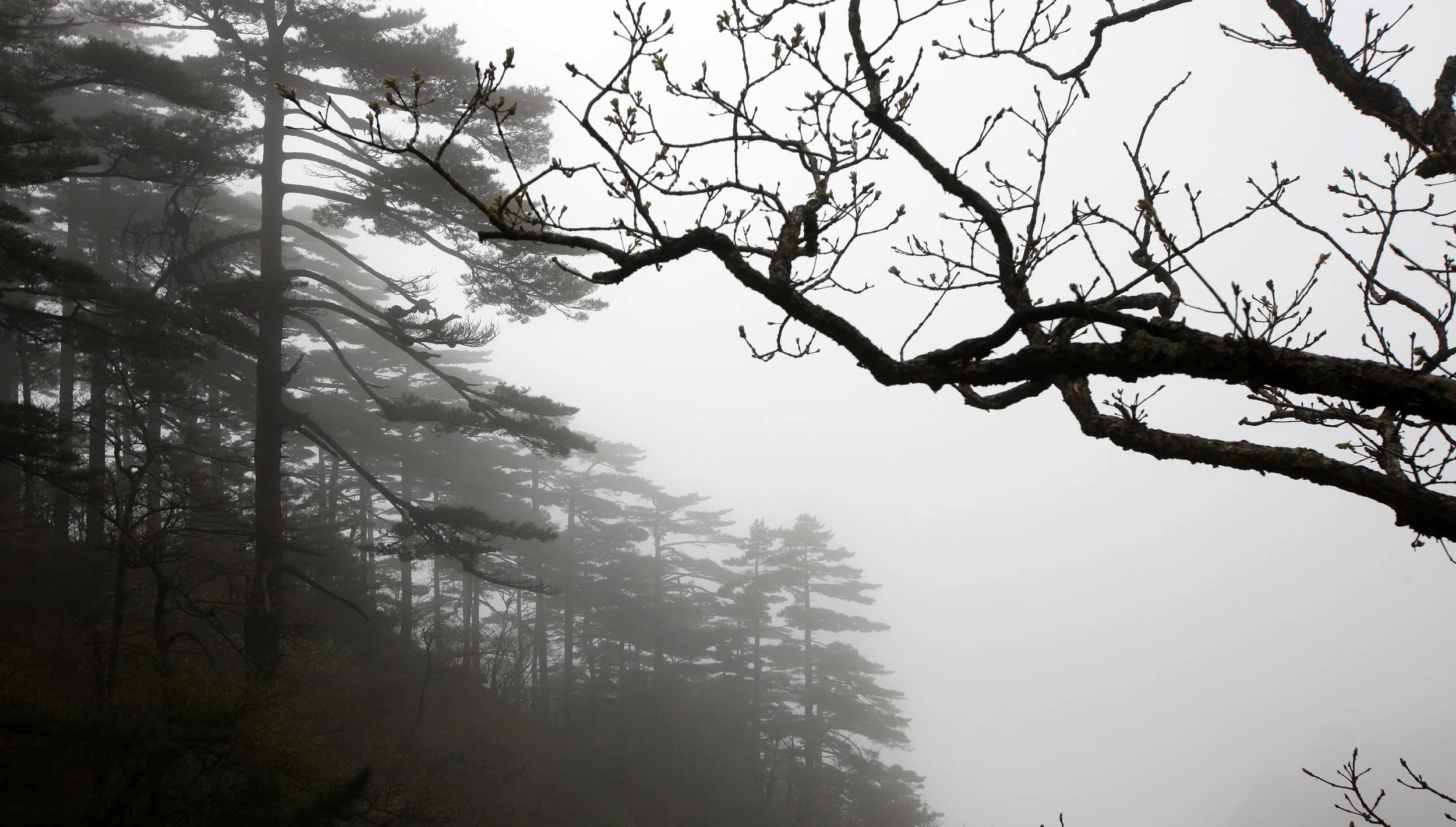 HUANGSHAN NATIONAL PARK ANHUI PROVINCE CHINA (209).JPG