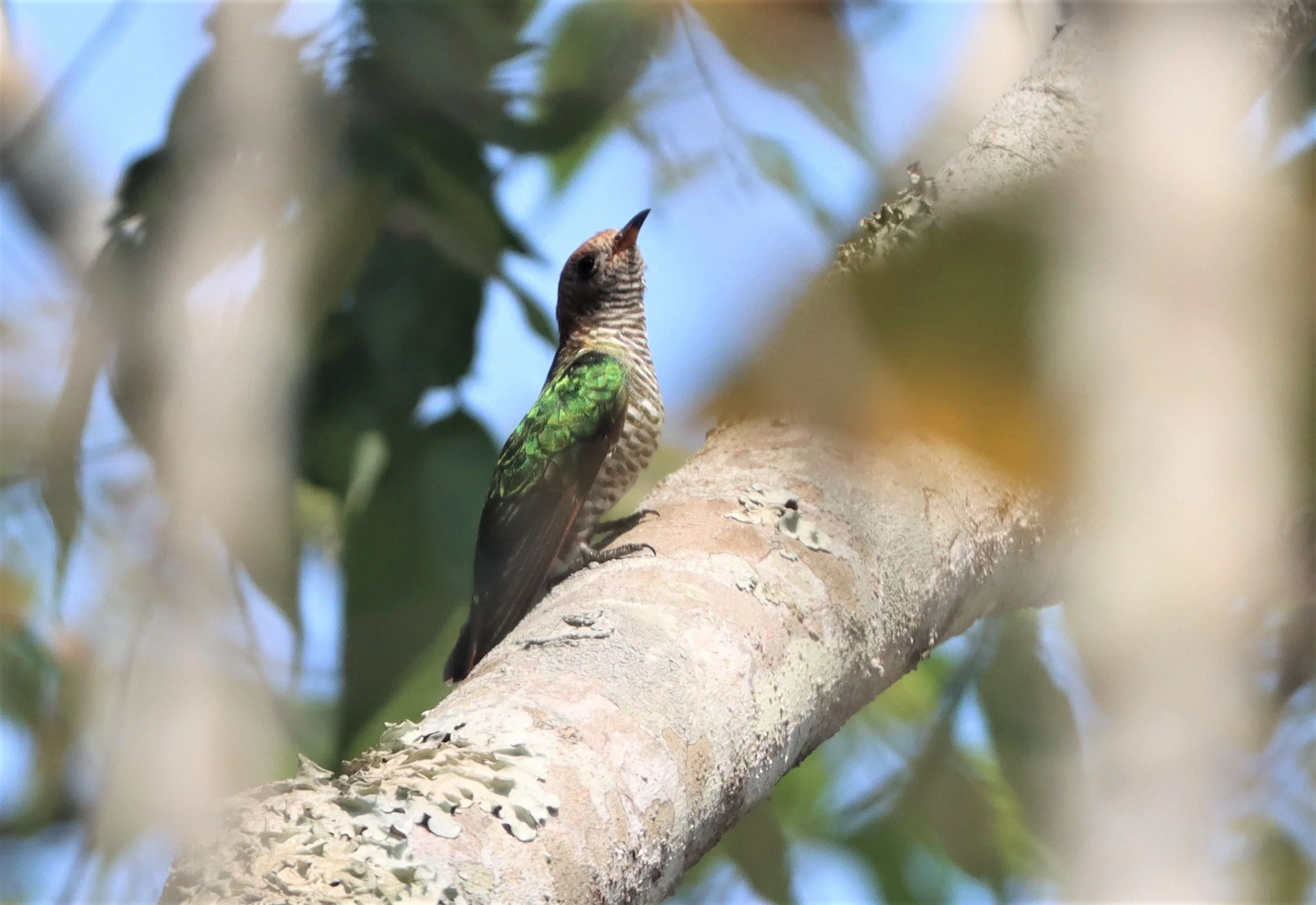 Asian Emerald Green Cuckoo (Chrysococcyx maculatus) Khao Yai NP (1).jpg
