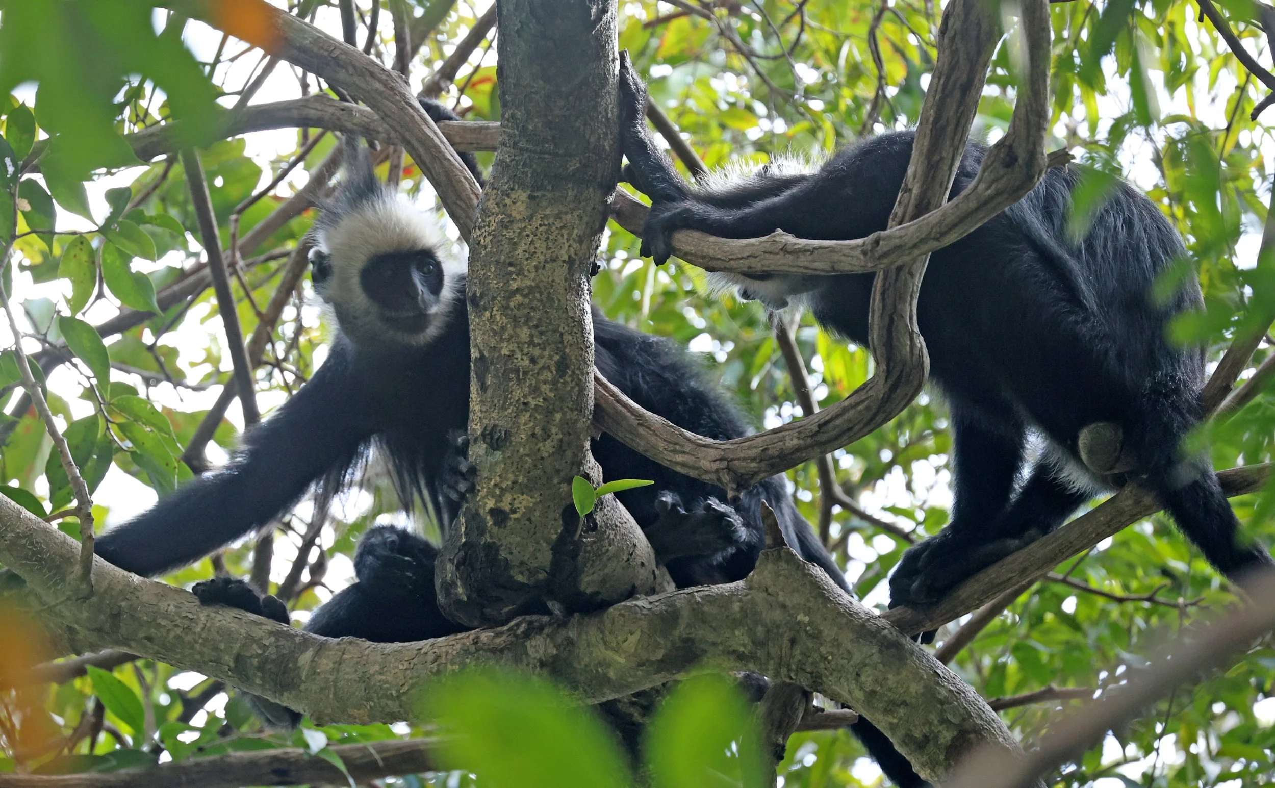 Laotian Langur or White-browed Black Langur (Trachypithecus laotum) The Rock Viewpoint, Khammouane Province Laos (7).jpg