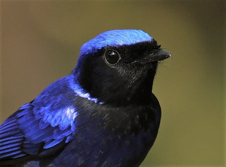 NILTAVA - LARGE NILTAVA - Niltava grandis - DOI DOI ANG KHANG CHIANG MAI FEB 2022 (11).jpg