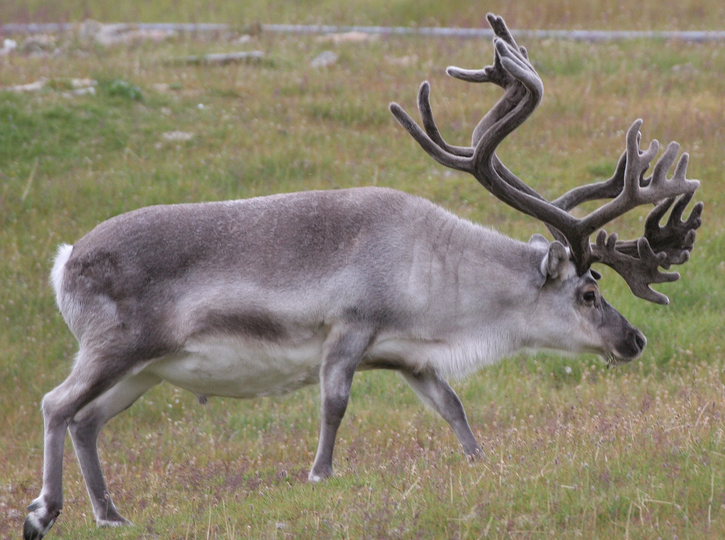 CERVID - CARIBOU - SVALBARD CARIBOU - SVALBARD (71).jpg
