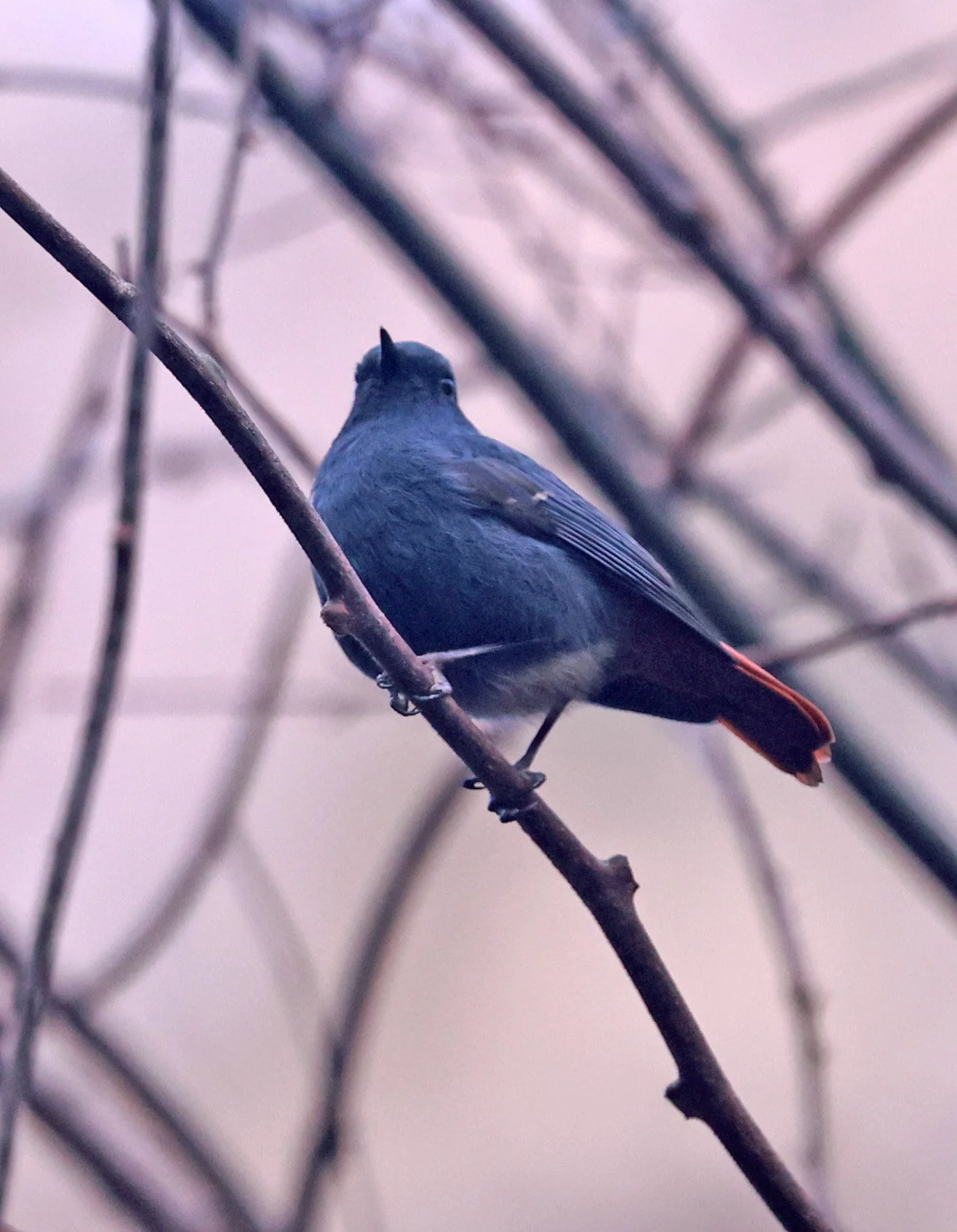 Plumbeous Water Redstart (Phoenicurus fuliginosus) Tangjiahe National Nature Reserve, Sichuan China (6).jpg