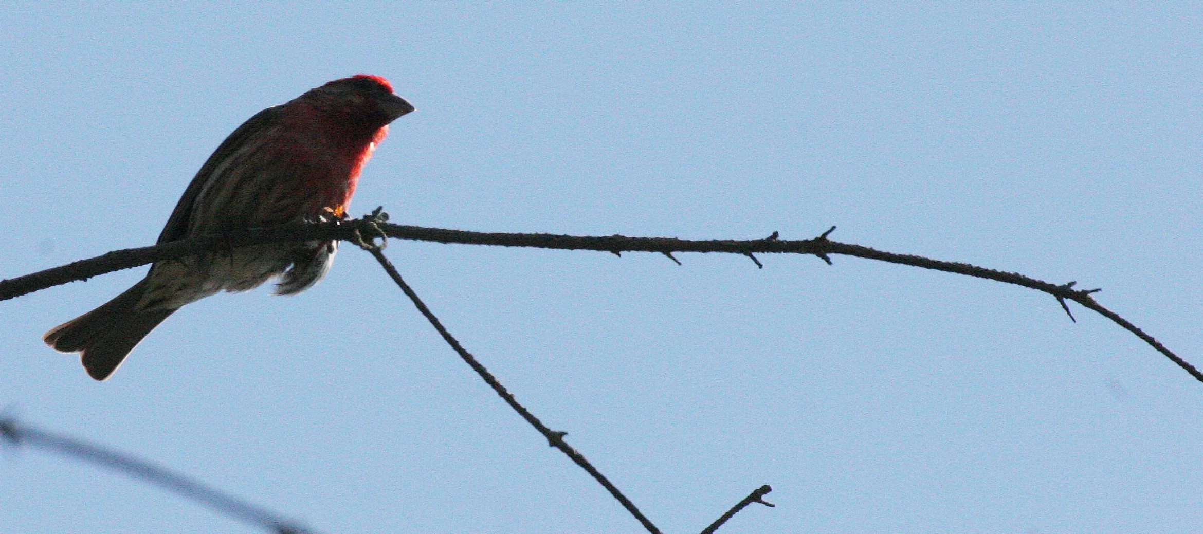 House Finch (Haemorhous mexicanus) Loreto Baja Mexico (20).jpg