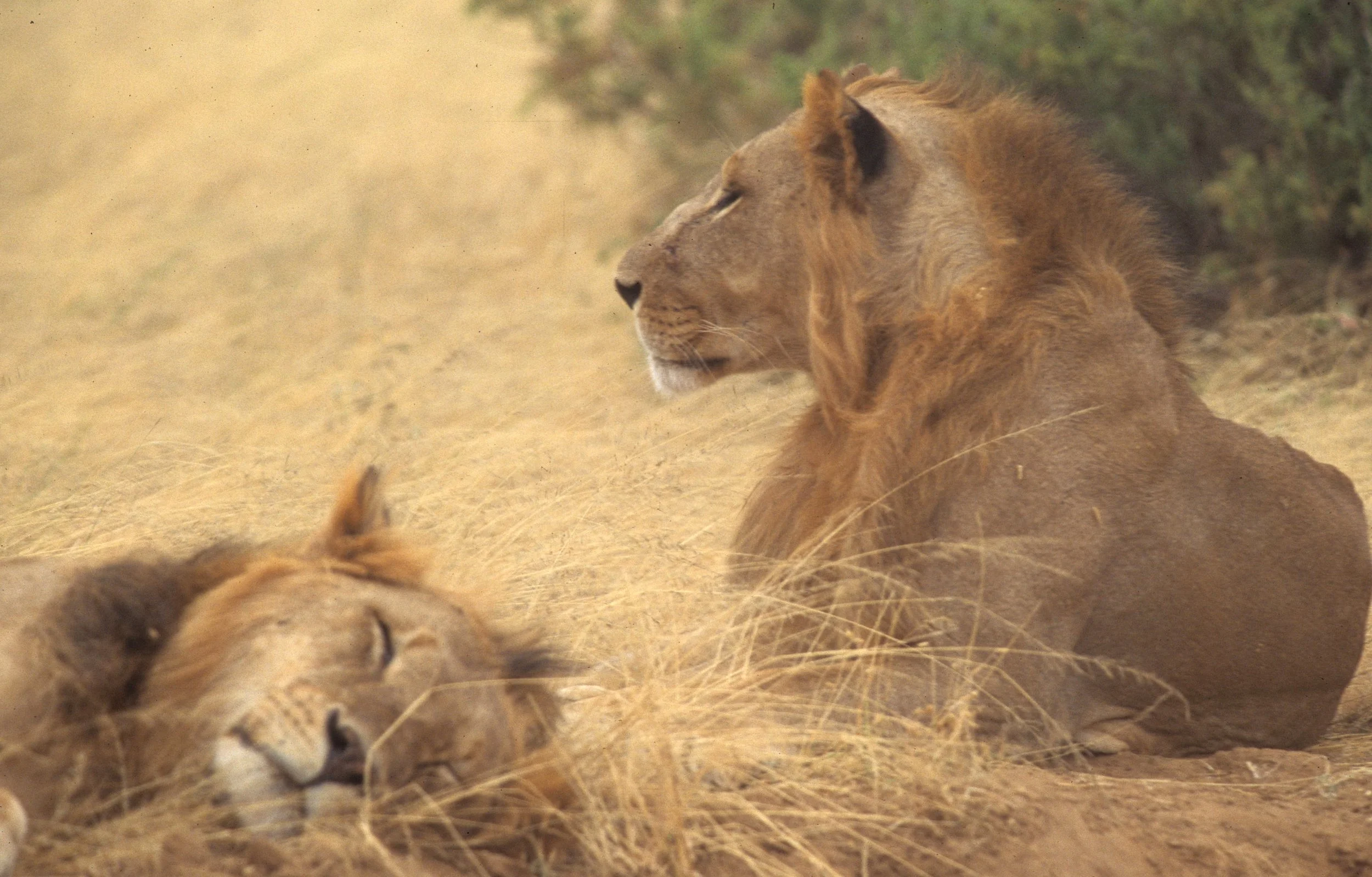 FELID - LION - SHABA (12).jpg