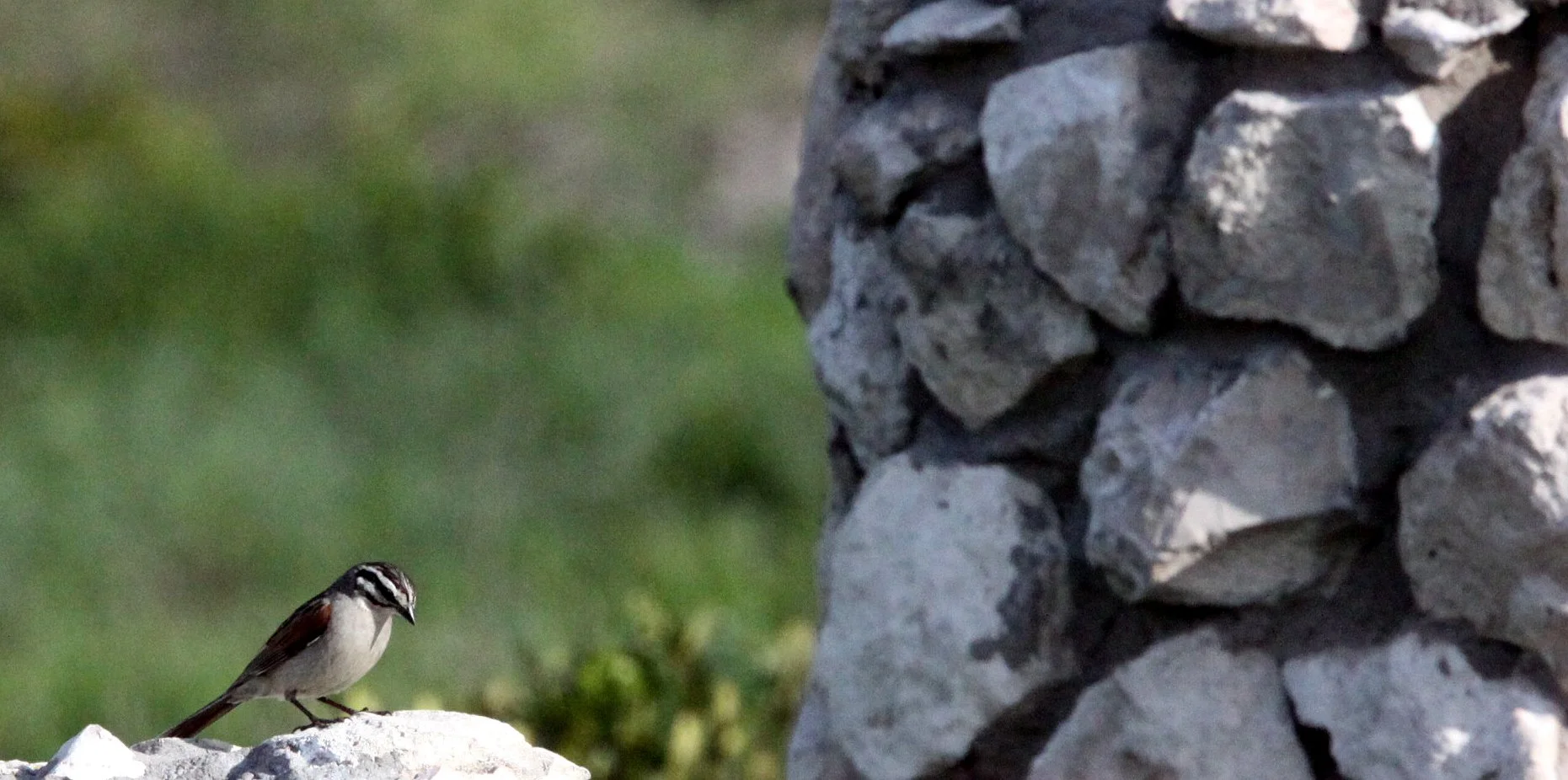Cape Bunting (Emberiza capensis) West Coast NP South Africa (1).JPG