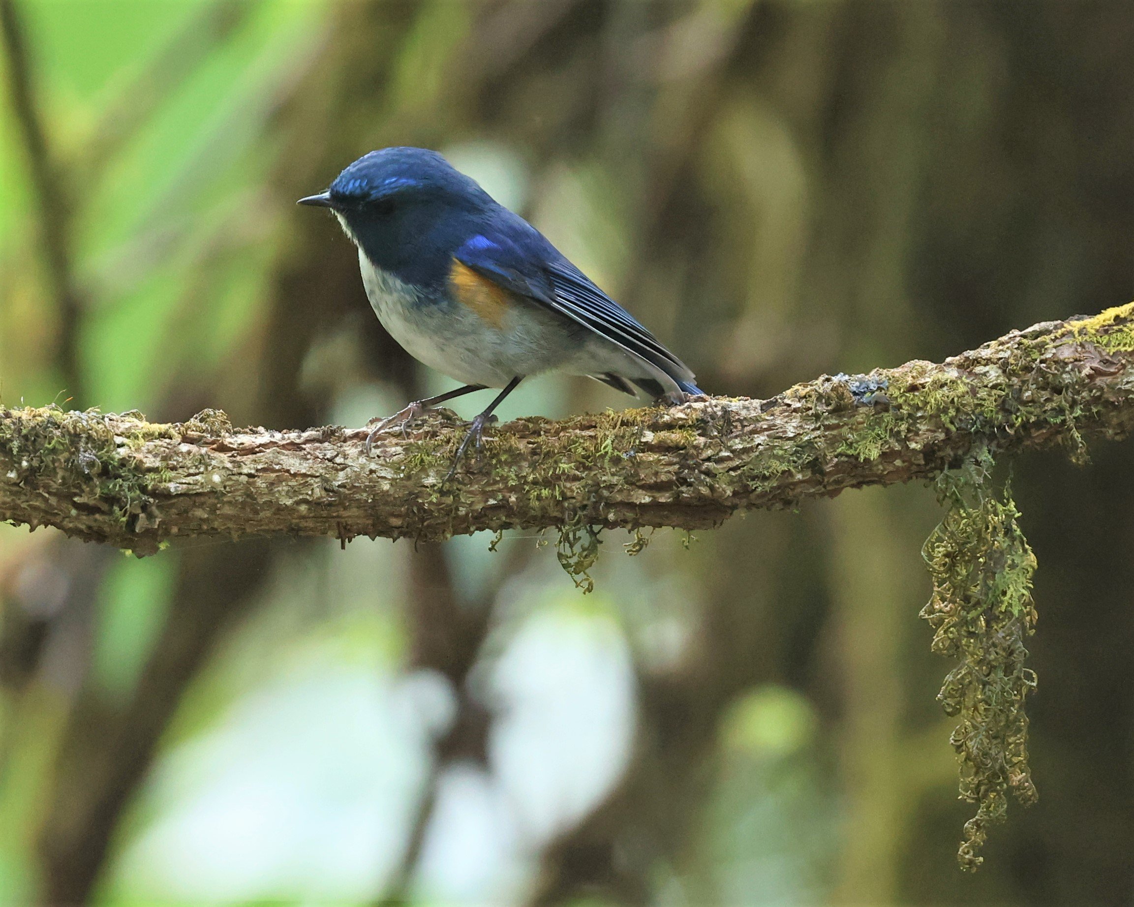 BLUETAIL - HIMALAYAN BLUETAIL - Tarsiger rufilatus - DOI PHA HOM POK NP DOI LANG EAST FEB 2022 (34).jpg