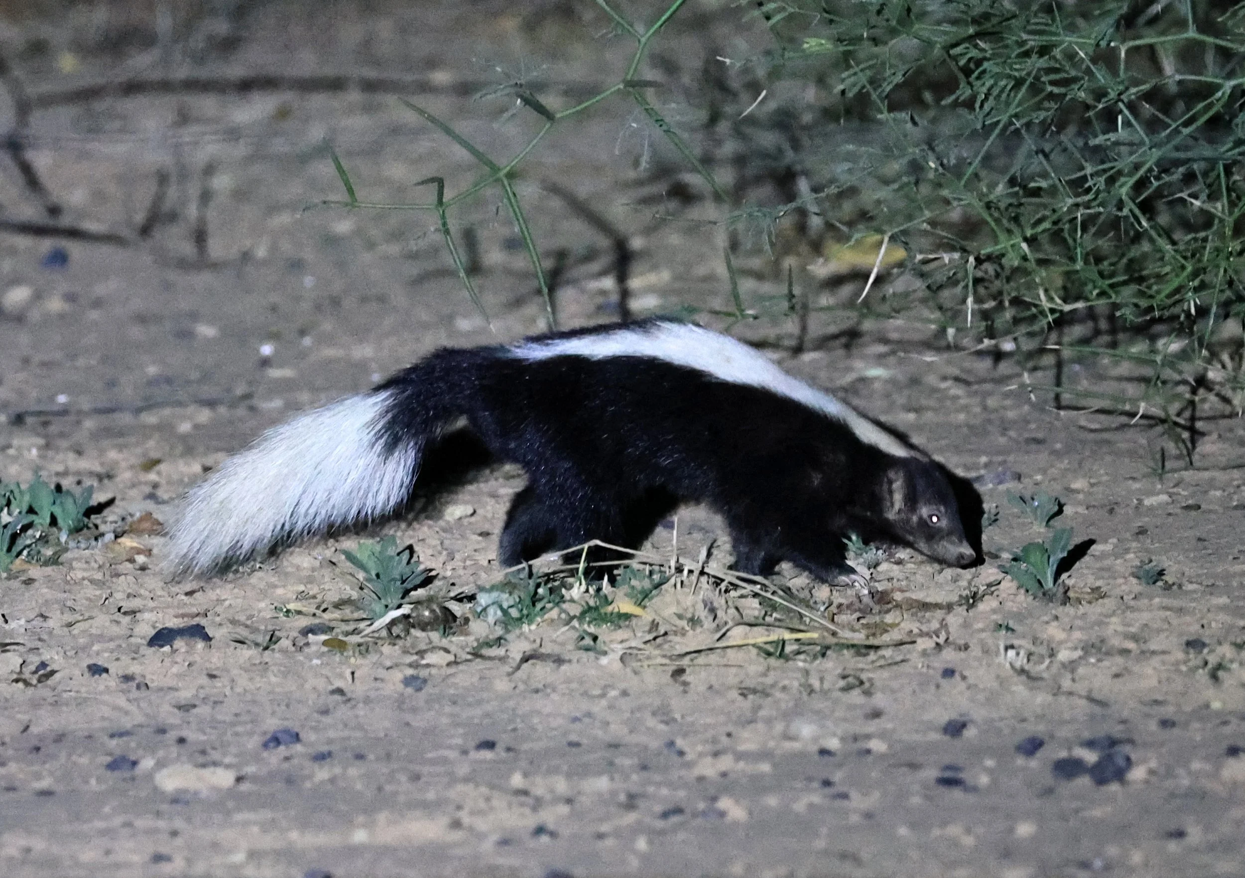 Molina's Hog-nosed Skunk (Conepatus chinga) Estancia Campo'í Paraguay (140).jpg