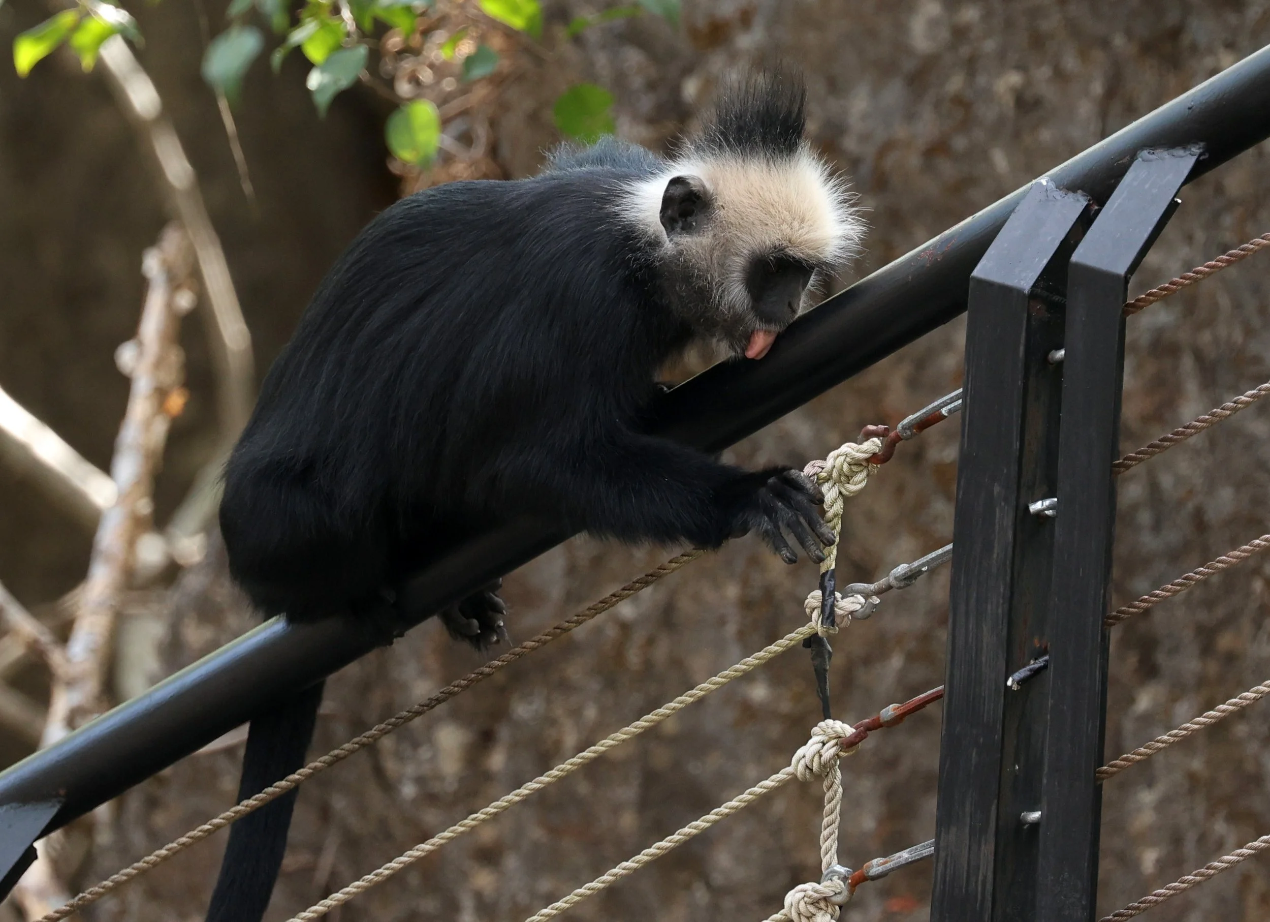 Curious behavior of licking the paint of the railing.  I've seen langurs do this in many locations.  A mineral lick of sorts.