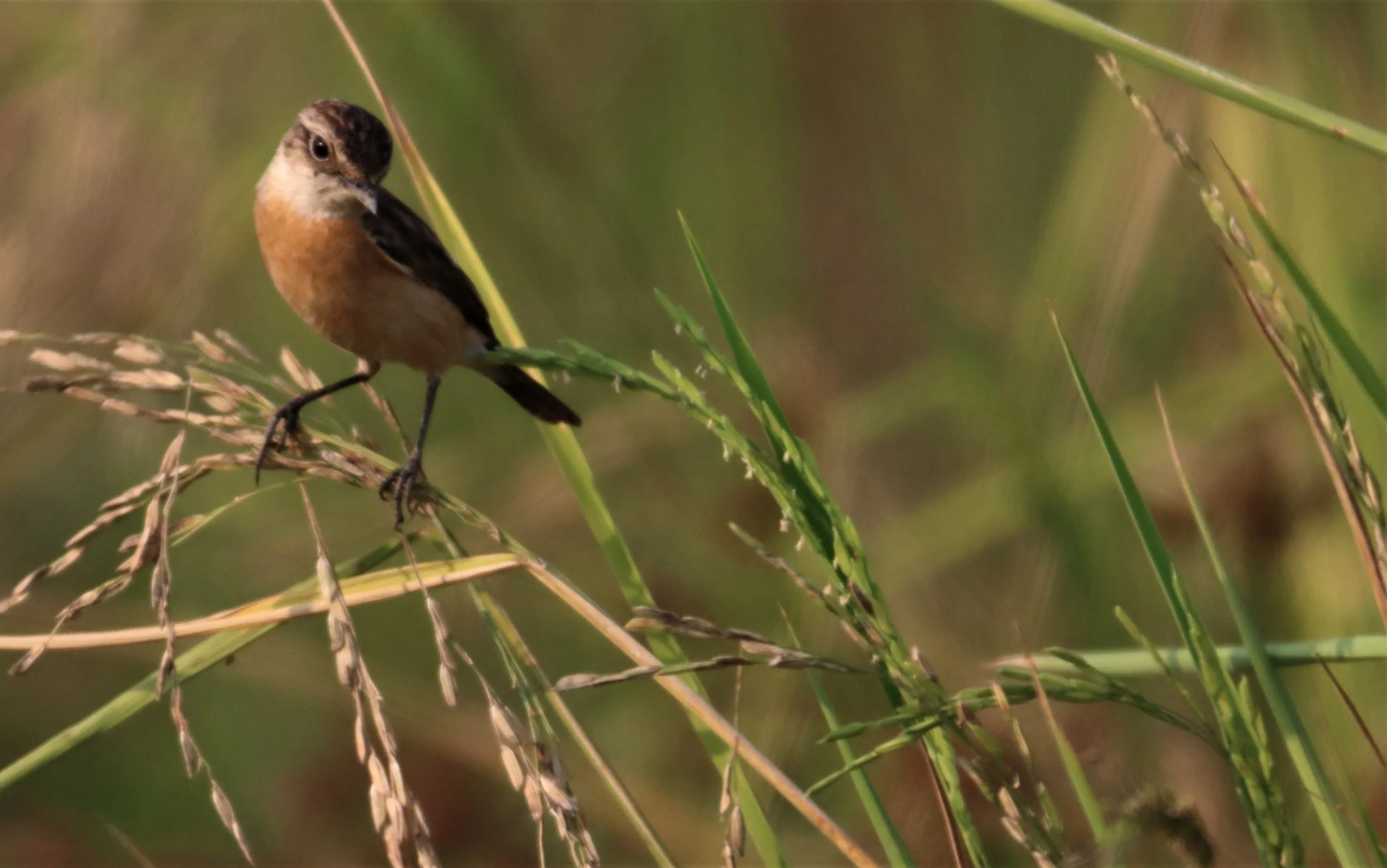 STONECHAT - SIBERIAN STONECHAT - Saxicola maurus - LAT KRABANG WETLANDS NEAR BKK (12).jpg