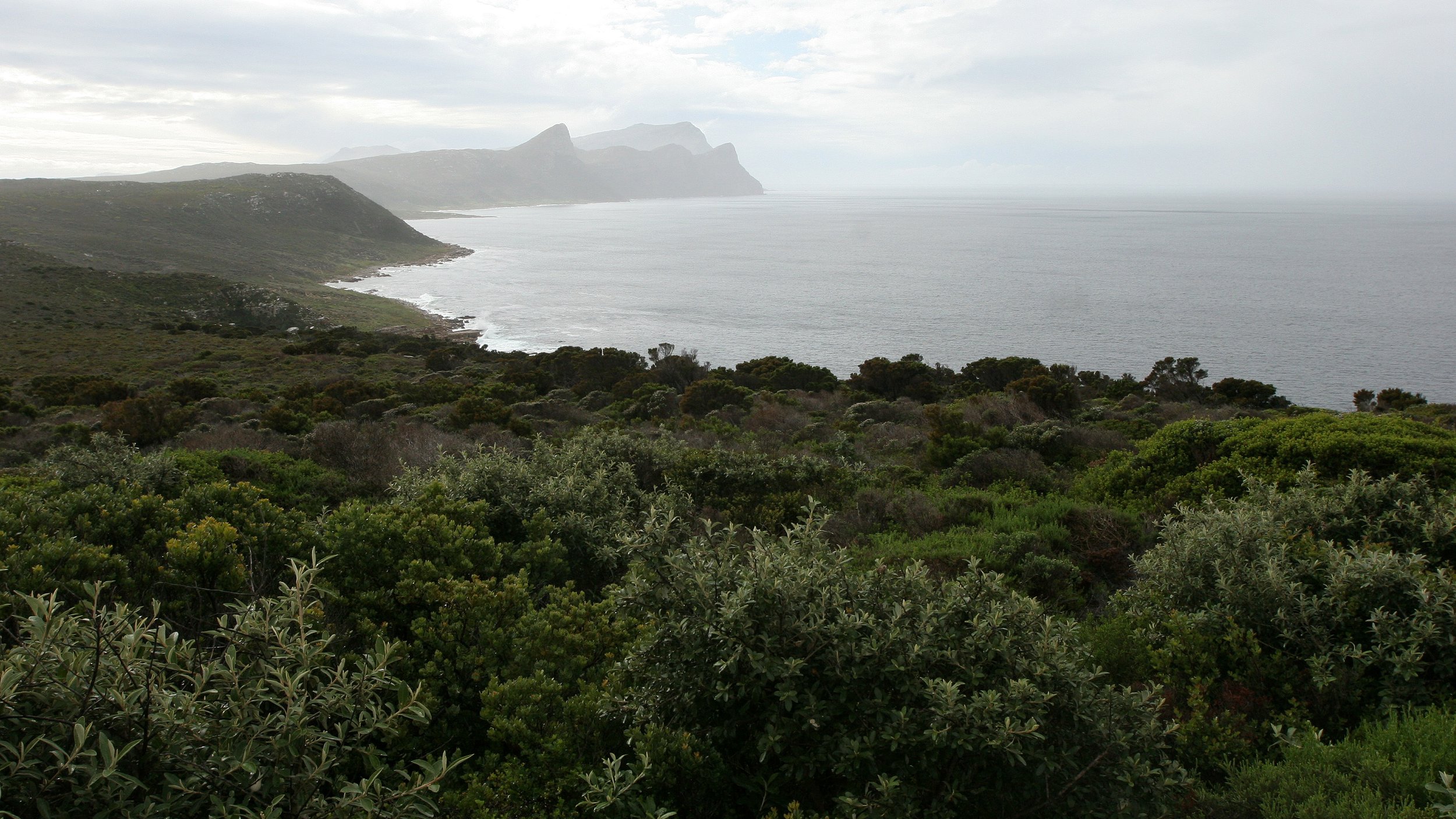 TABLE MOUNTAIN NATIONAL PARK - COASTAL FYNBO PLANT COMMUNITY (7).JPG