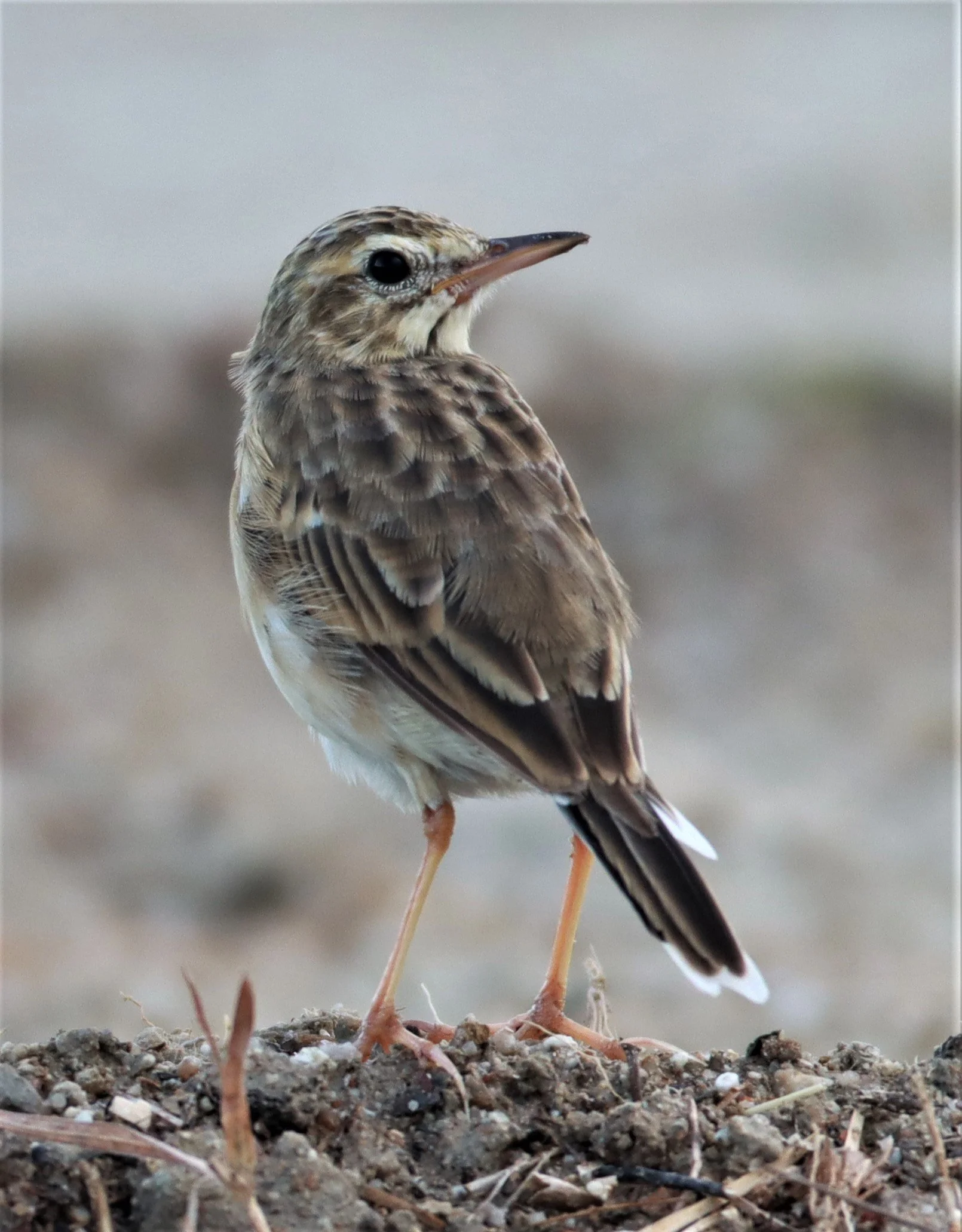 Paddyfield Pipit (Anthus rufulus) PRACHUAP KHIRI KHAN AREA (12).jpg