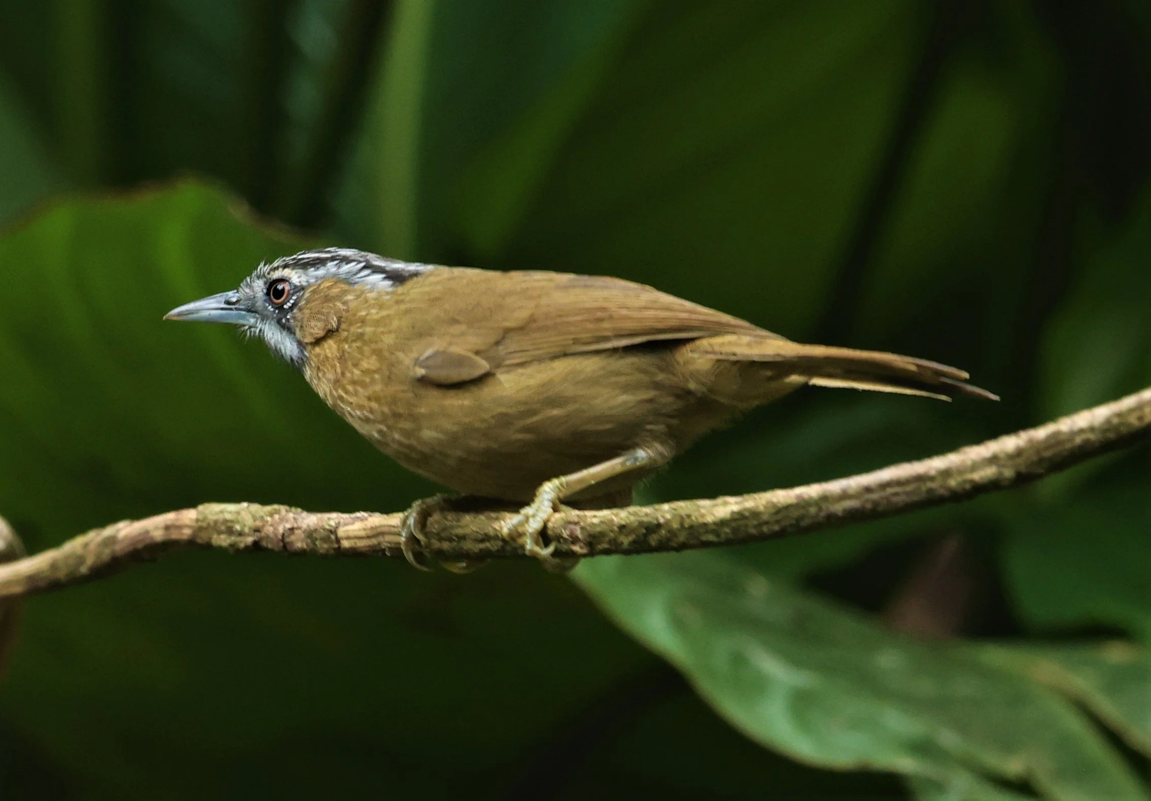 BABBLER - GREY-THROATED BABBLER - Stachyris nigriceps - DOI INTHANON NP CHIANG MAI, DEC 2021 (42).jpg