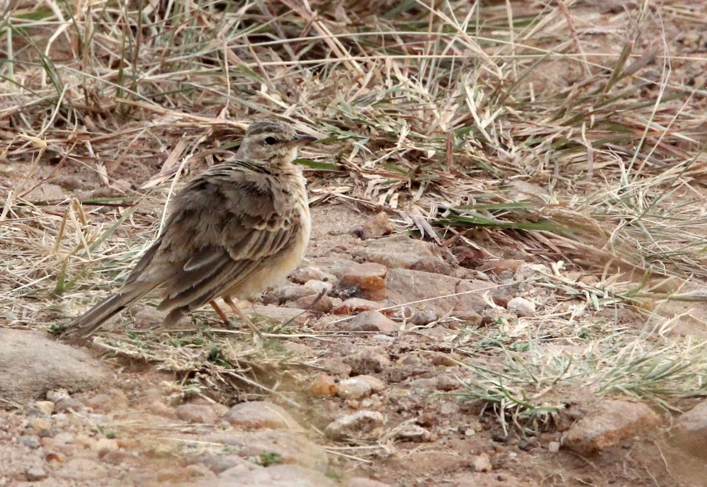 Rufous-naped Lark (Mirafra africana) Masai Mara NP Kenya (1).JPG